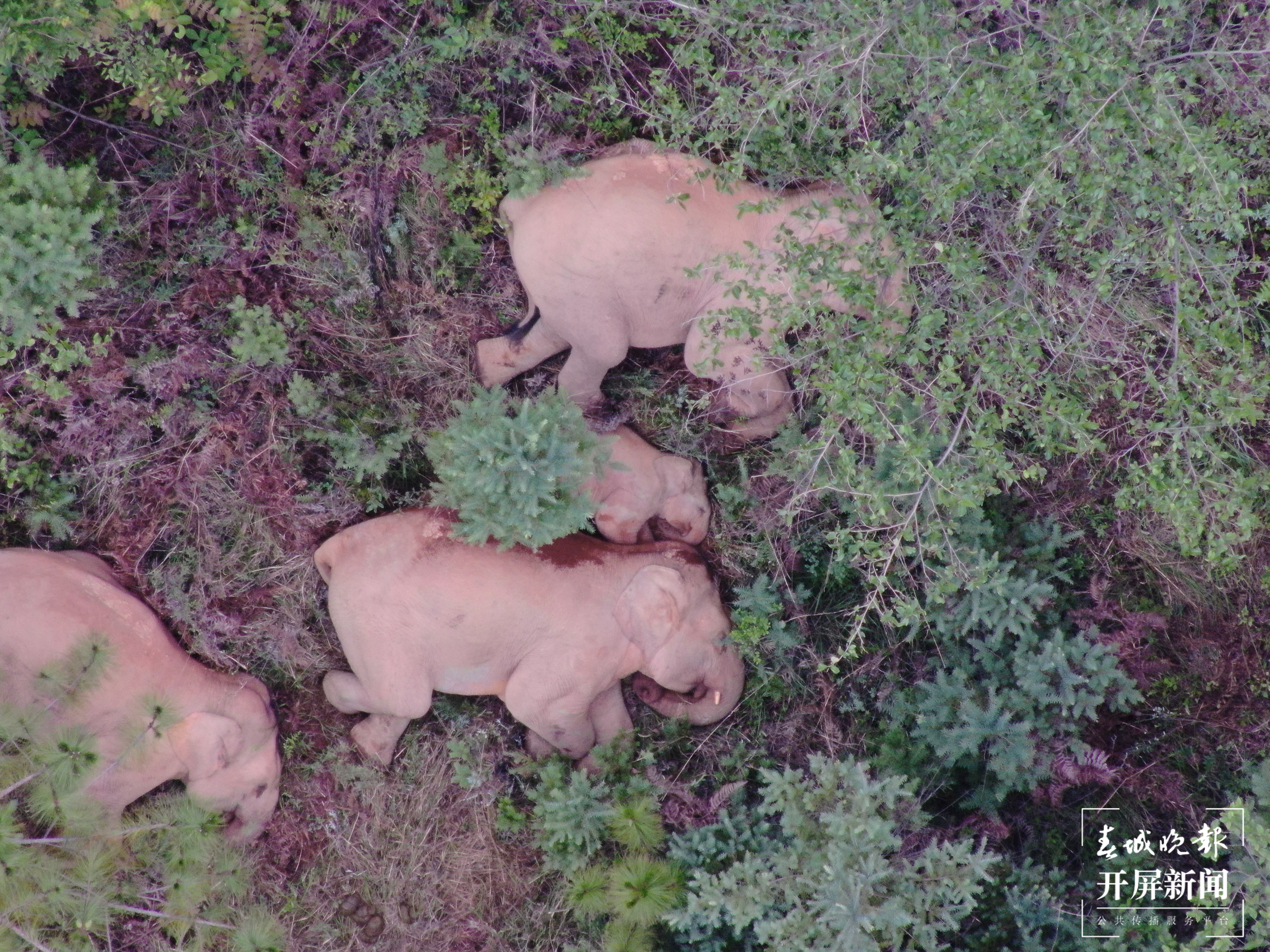 象群总体继续向南迁移 (2).JPG