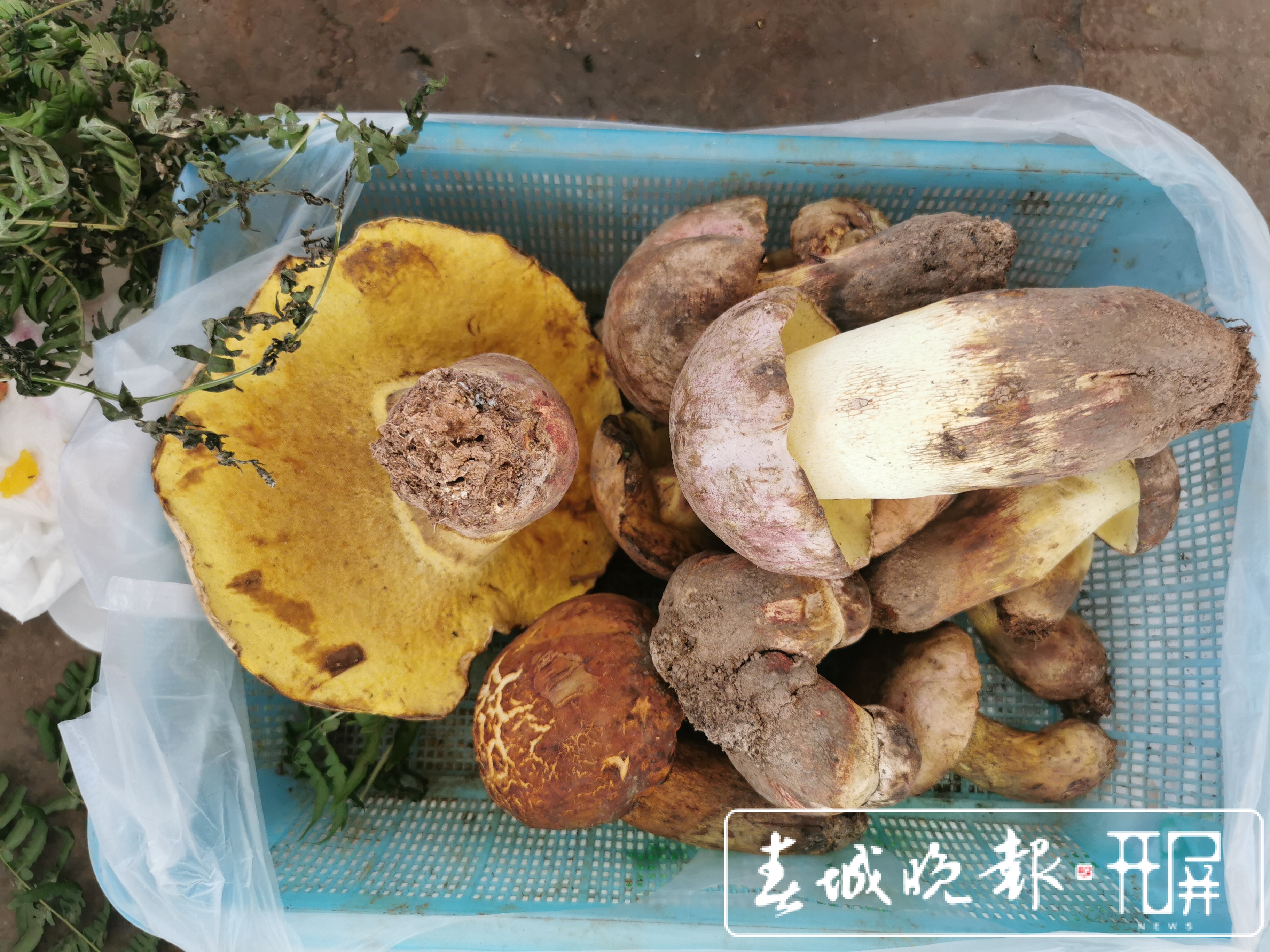 昆明野生菌上市啦！见手青价格涨至1200元/公斤（李赛 摄影报道）