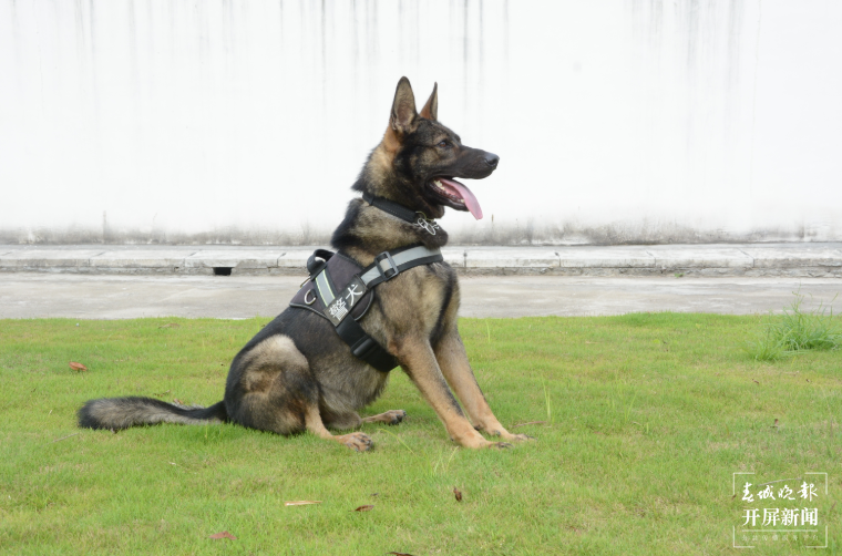 昆明犬警汪“黑豹”职场首秀就立功 (3).png