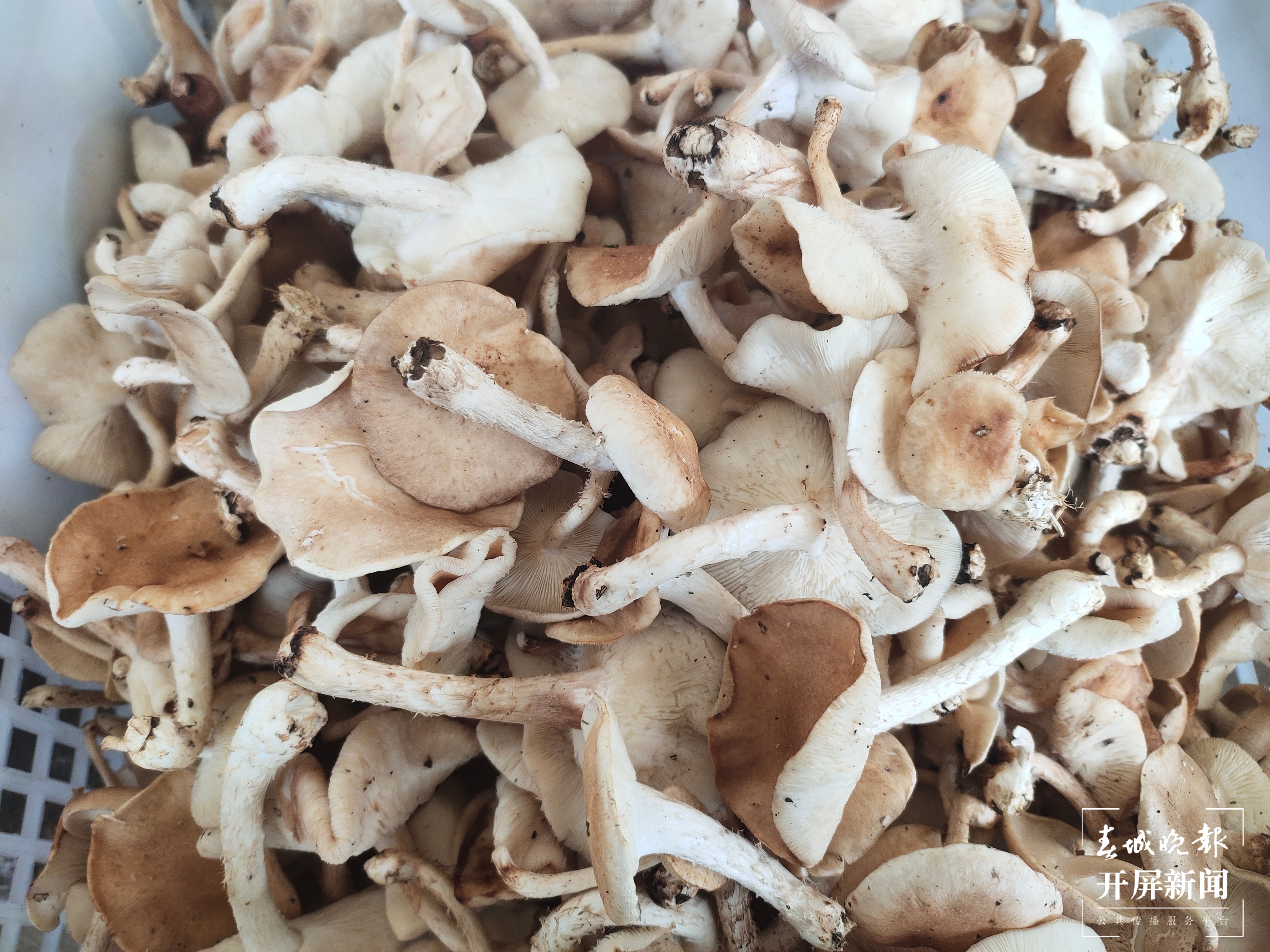 野生菌大量上市  见手青批发价降至40元 （孙江荭 朱婉琪 摄影报道）