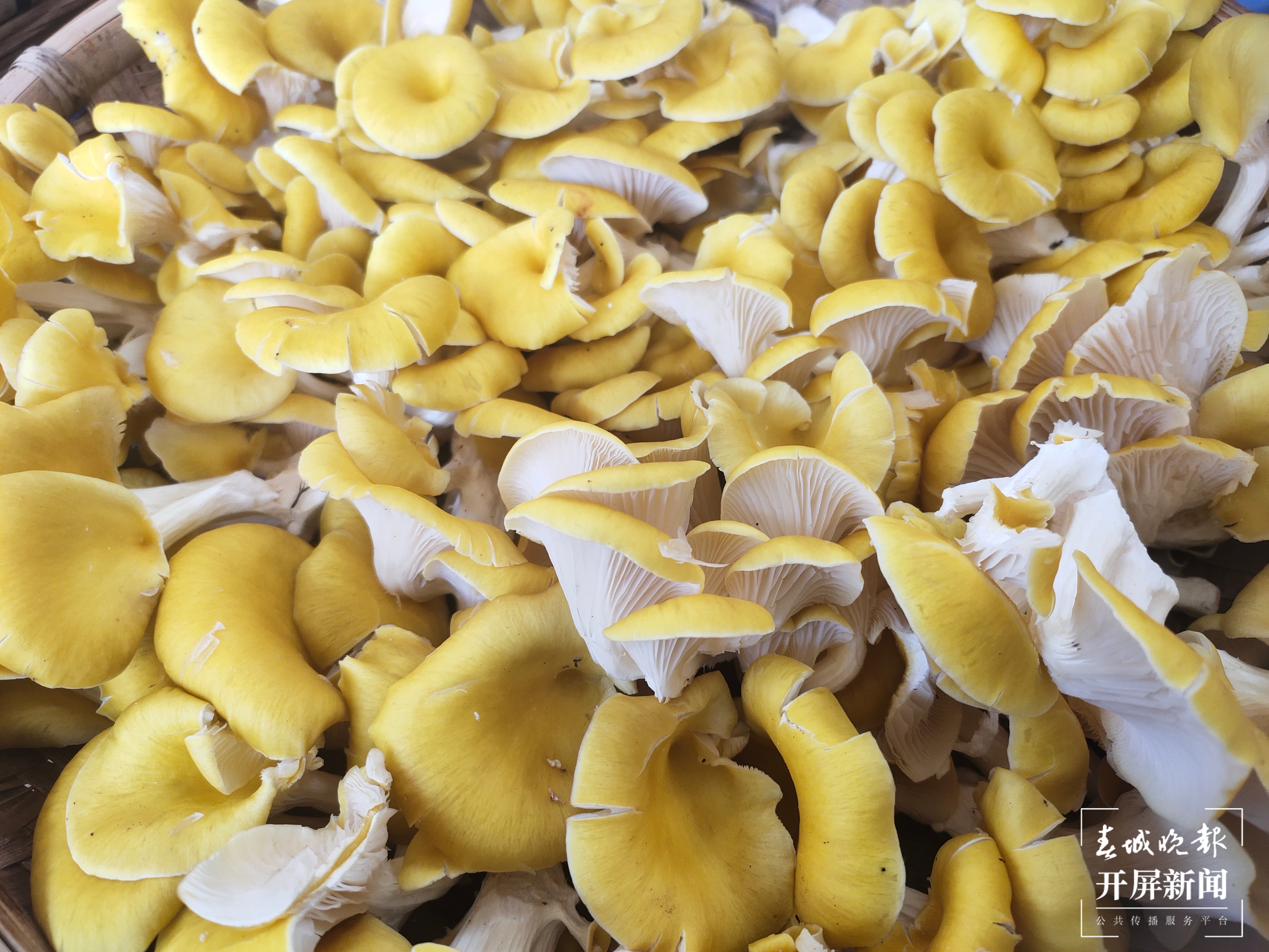 野生菌大量上市  见手青批发价降至40元 （孙江荭 朱婉琪 摄影报道）