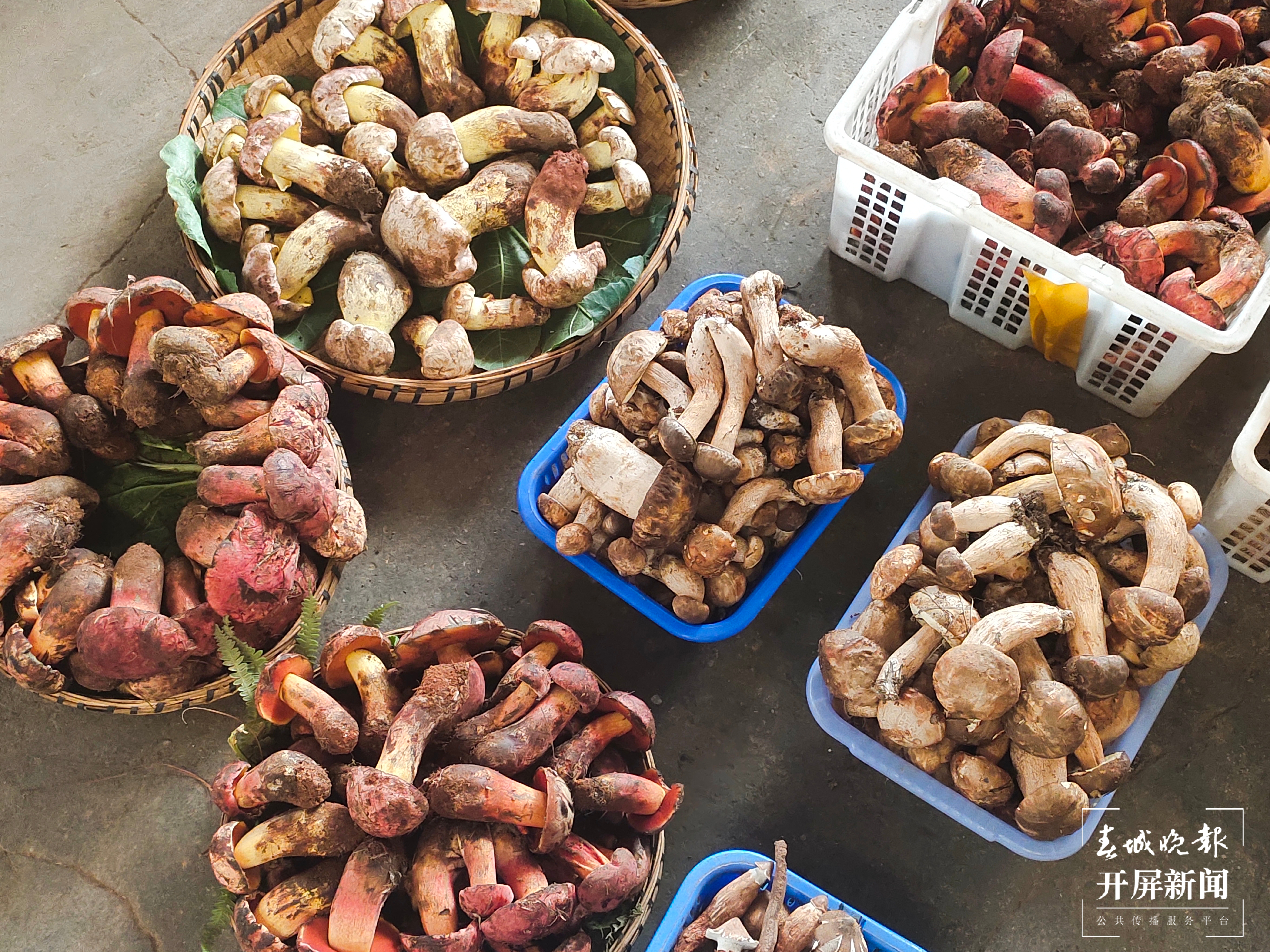 野生菌大量上市  见手青批发价降至40元 （孙江荭 朱婉琪 摄影报道）