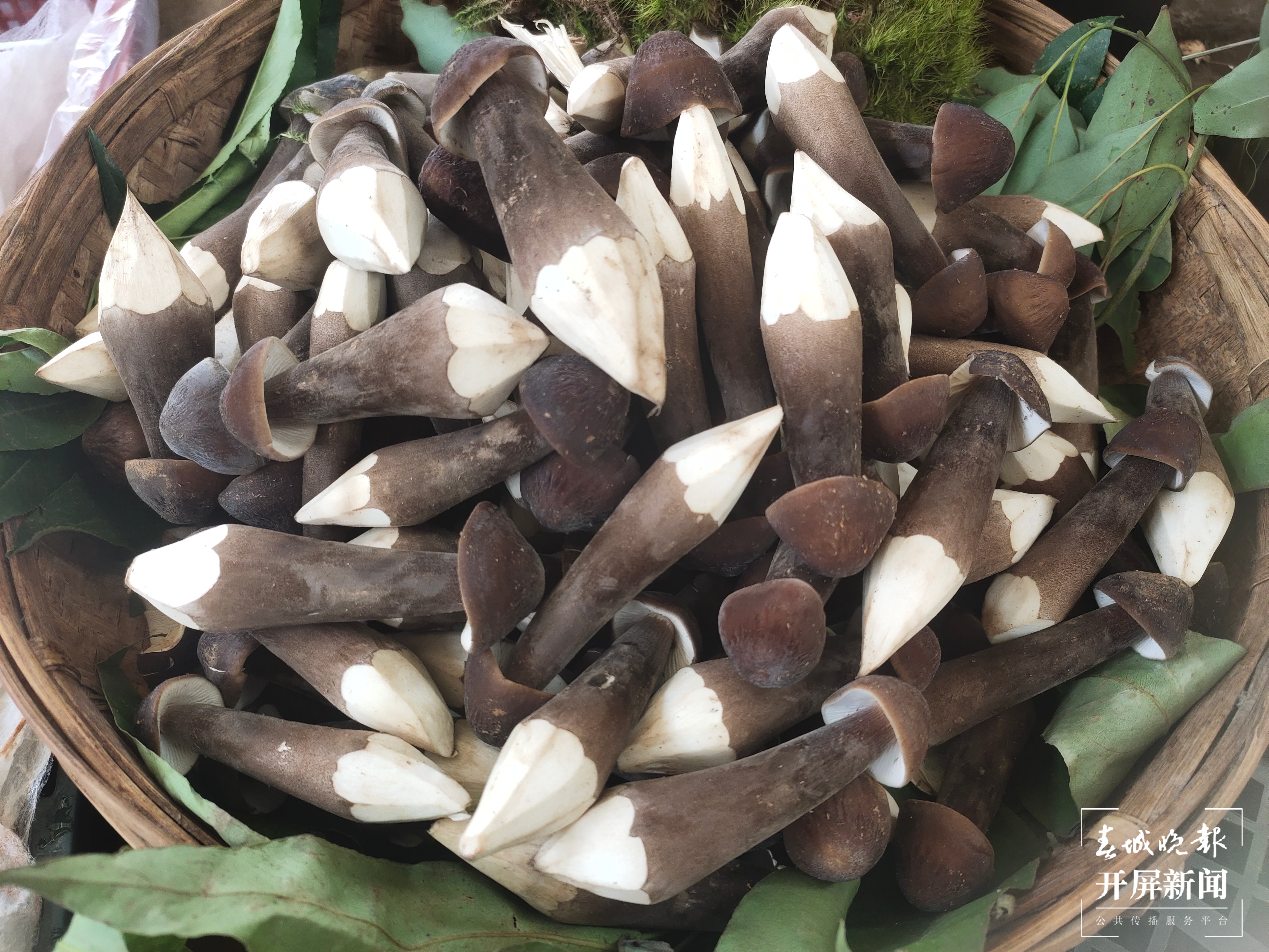 野生菌大量上市  见手青批发价降至40元 （孙江荭 朱婉琪 摄影报道）