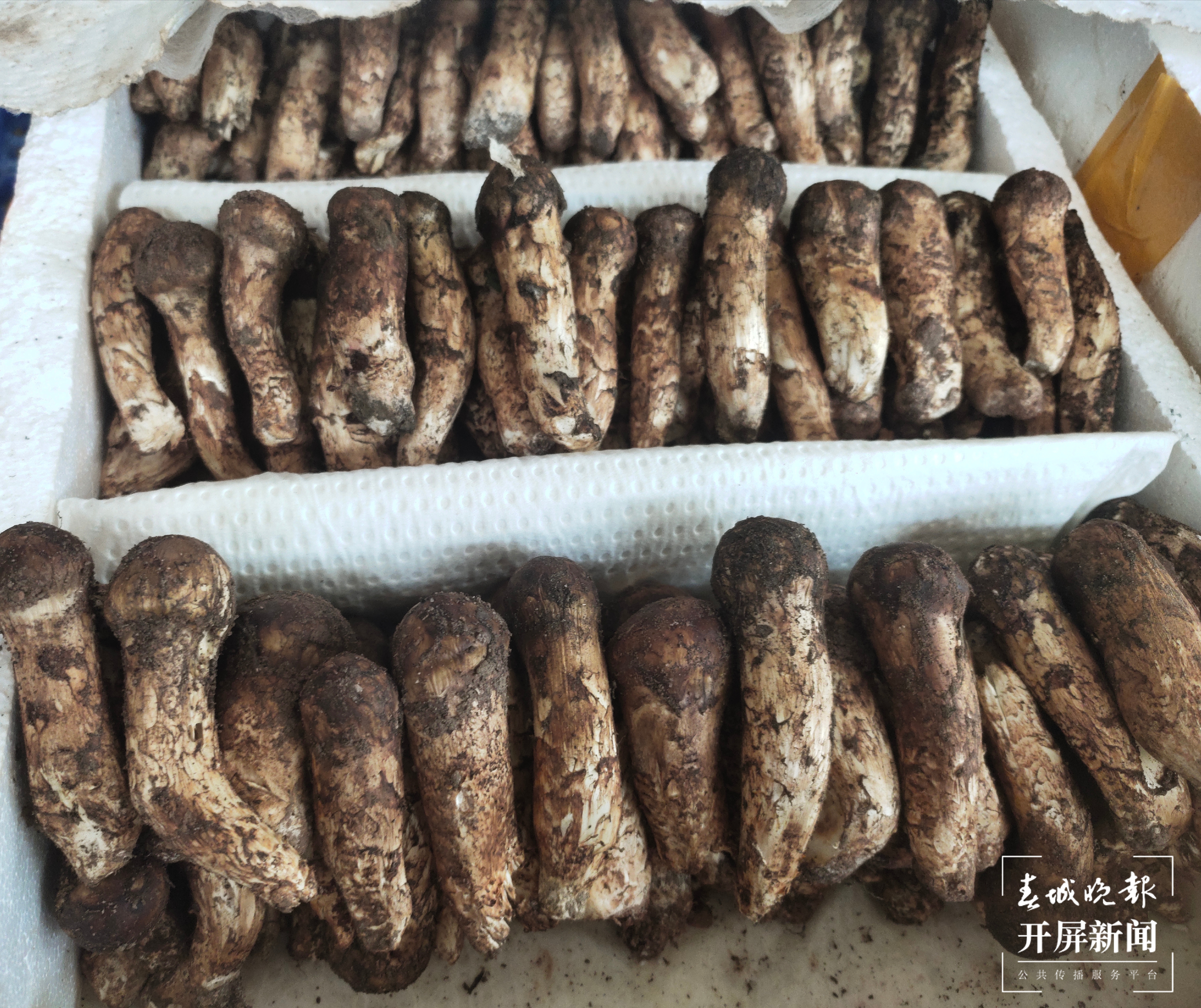 野生菌大量上市  见手青批发价降至40元 （孙江荭 朱婉琪 摄影报道）