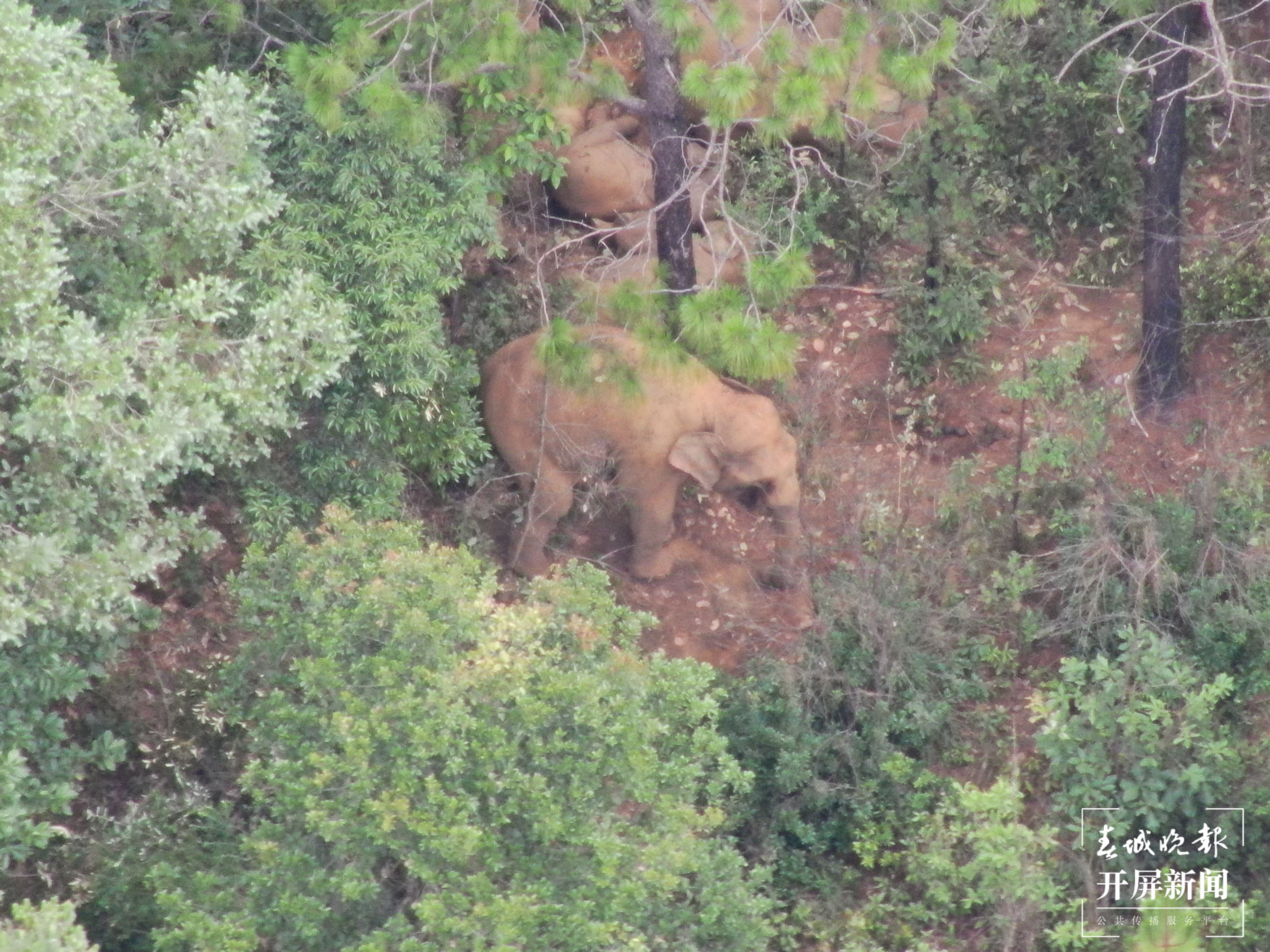 象群向南迂回迁移10公里！独象仍在晋宁，距象群53.3公里…