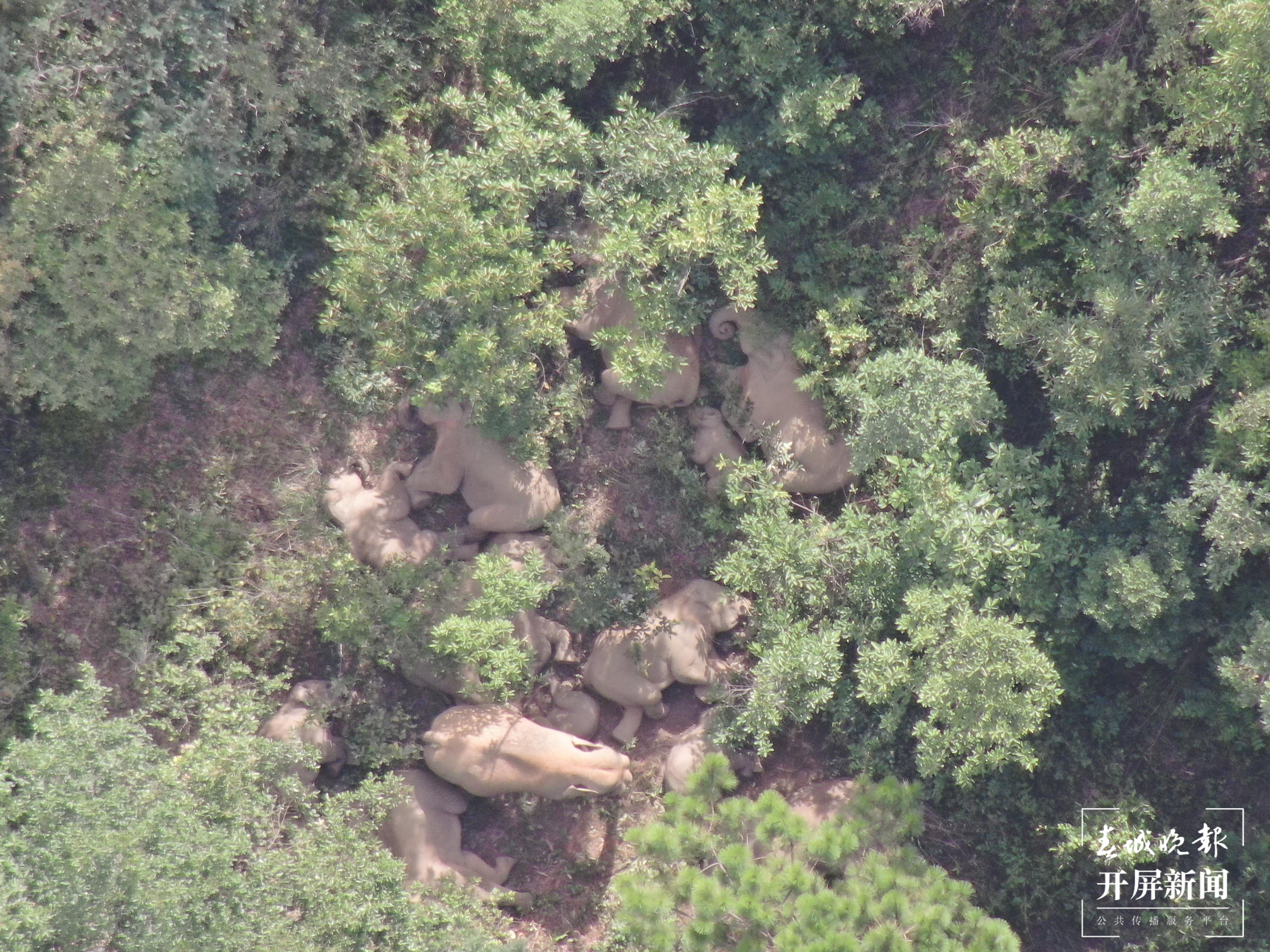 象群向东北方迂回移动1.9公里，独象进入玉溪红塔区北城街道 云南省森林消防总队供图