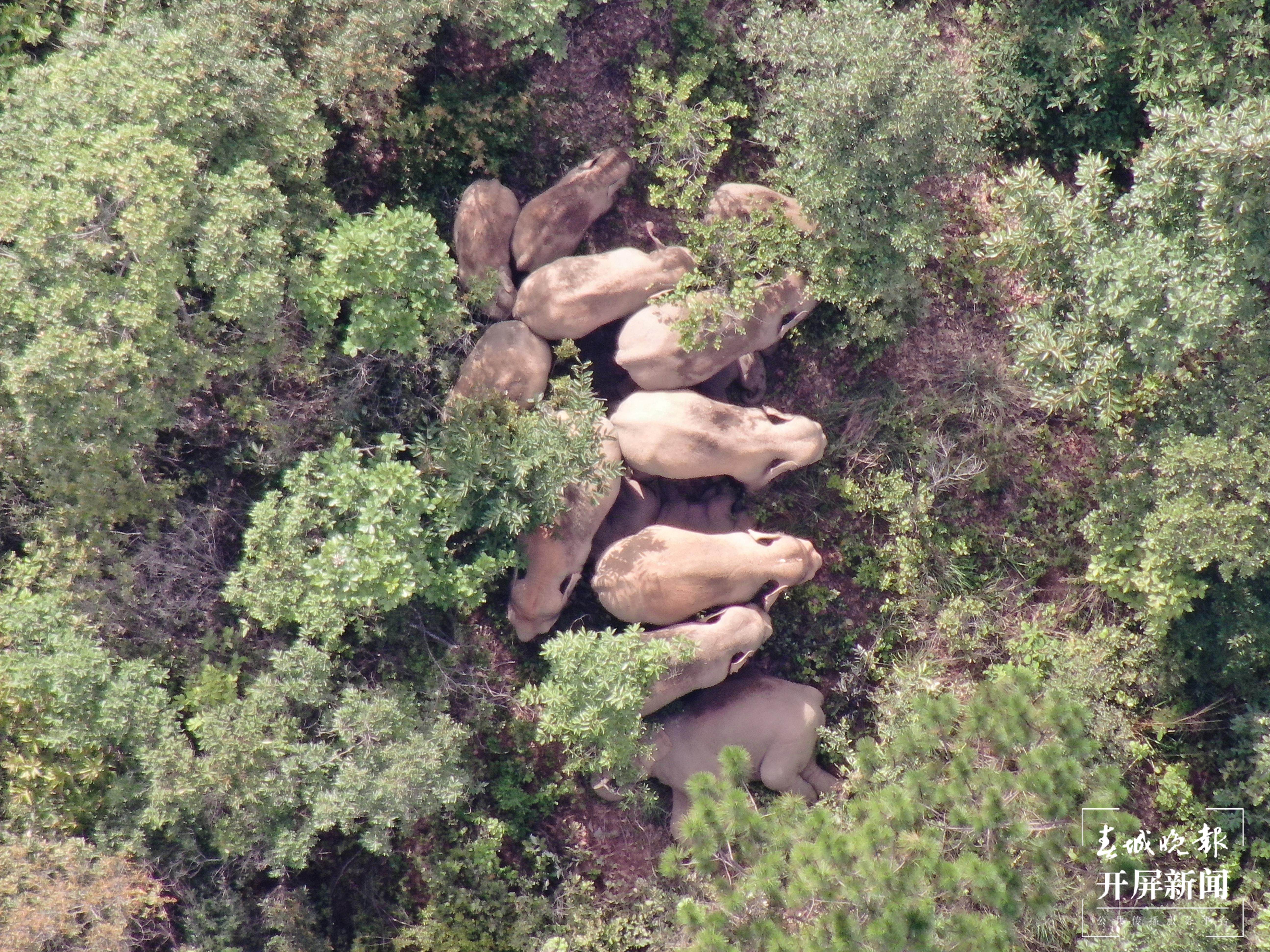 象群向东北方迂回移动1.9公里，独象进入玉溪红塔区北城街道 云南省森林消防总队供图