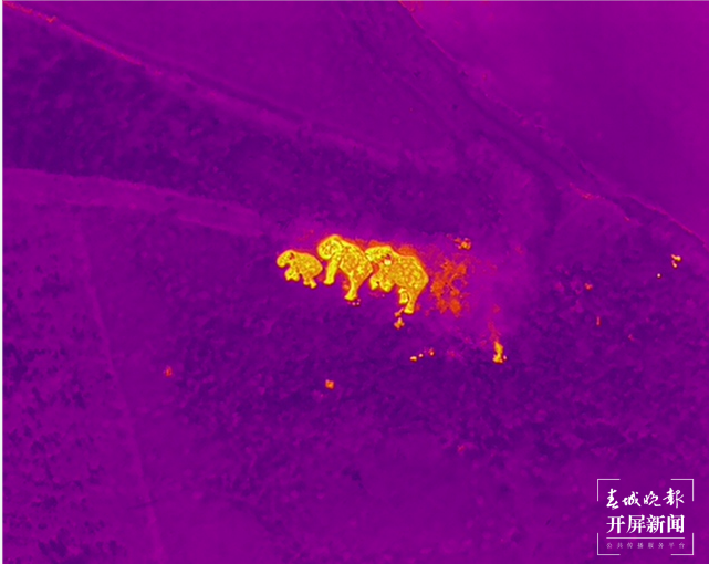 象群向东北方迂回移动1.9公里，独象进入玉溪红塔区北城街道 云南省森林消防总队供图