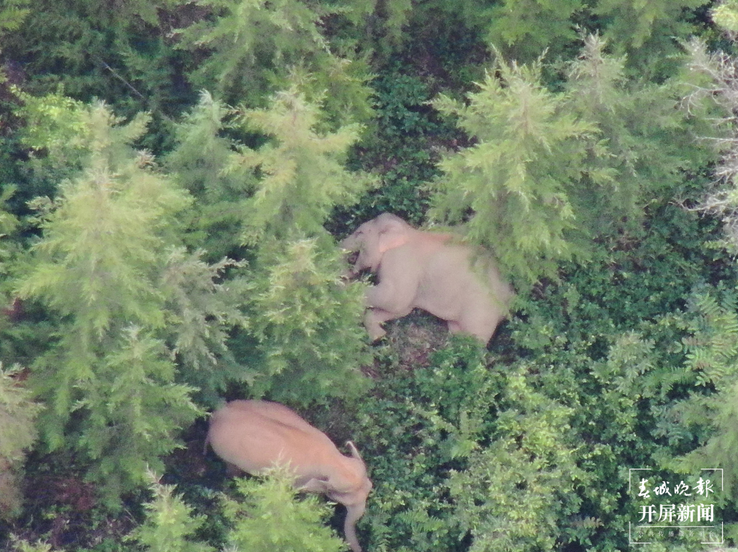 象群向东北方迂回移动1.9公里，独象进入玉溪红塔区北城街道 云南省森林消防总队供图