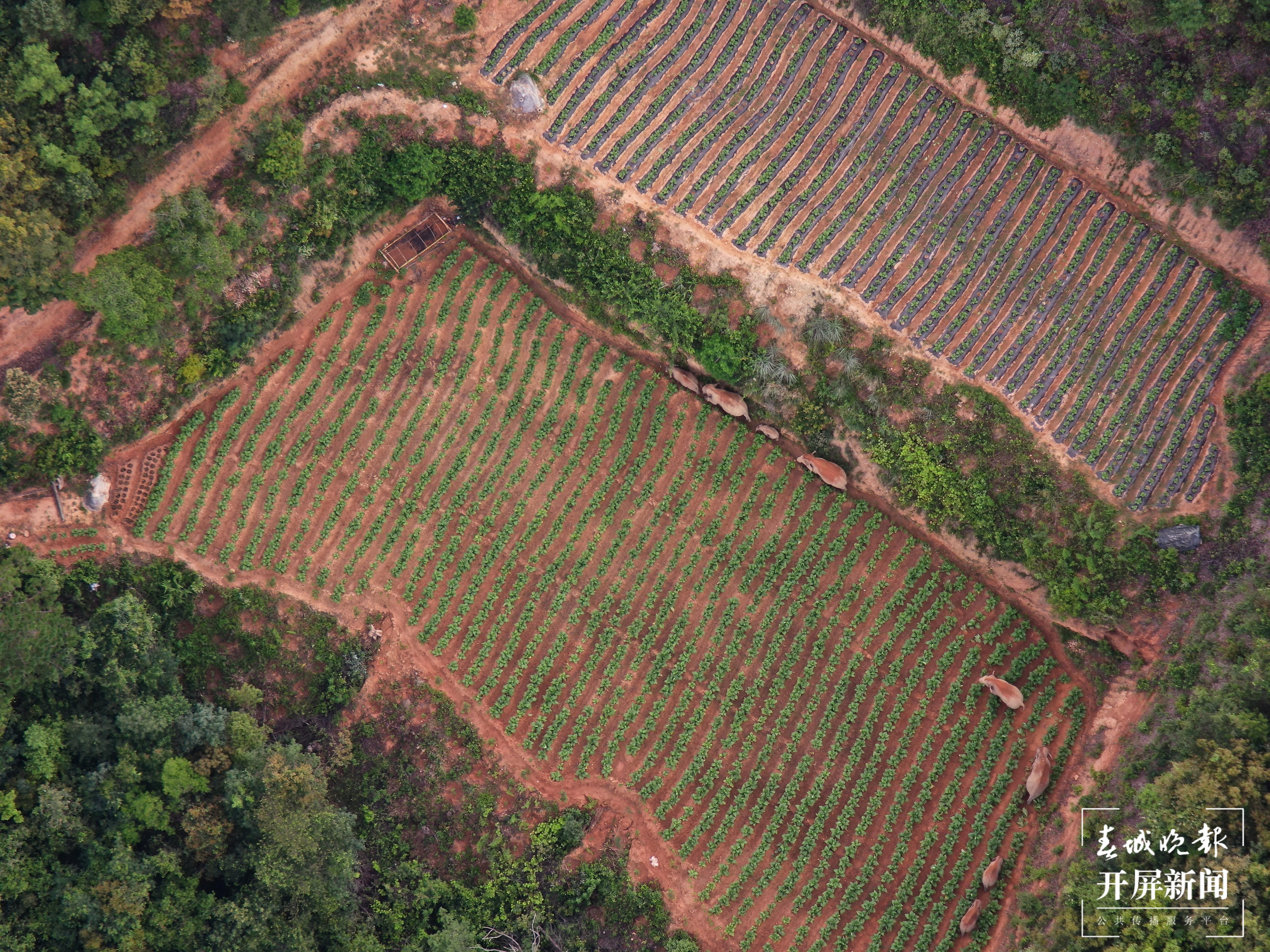 象群向东北方迂回移动1.9公里，独象进入玉溪红塔区北城街道 云南省森林消防总队供图