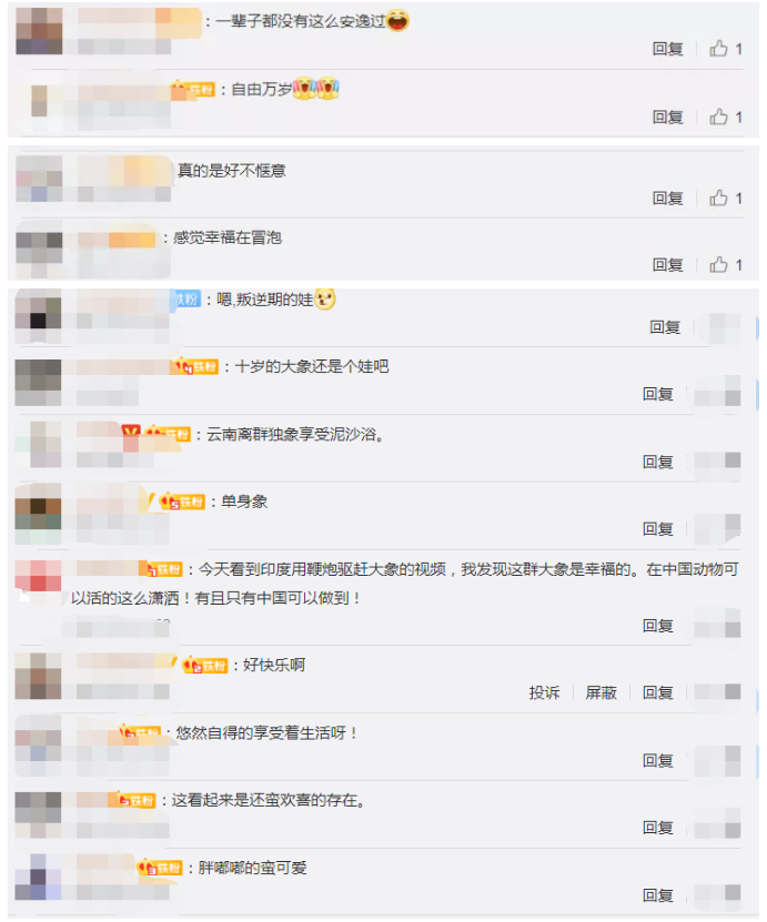 这就是“象”皮泥吧？云南离群小象享受“泥沙浴” ，画面太萌了！