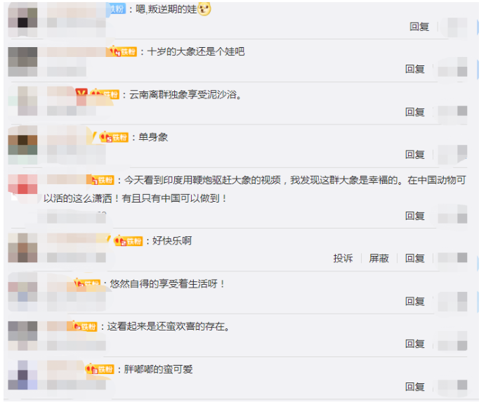 这就是“象”皮泥吧？云南离群小象享受“泥沙浴” ，画面太萌了！