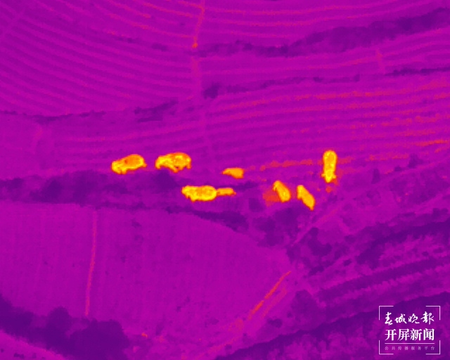 象群总体向东北方向移动5.5公里