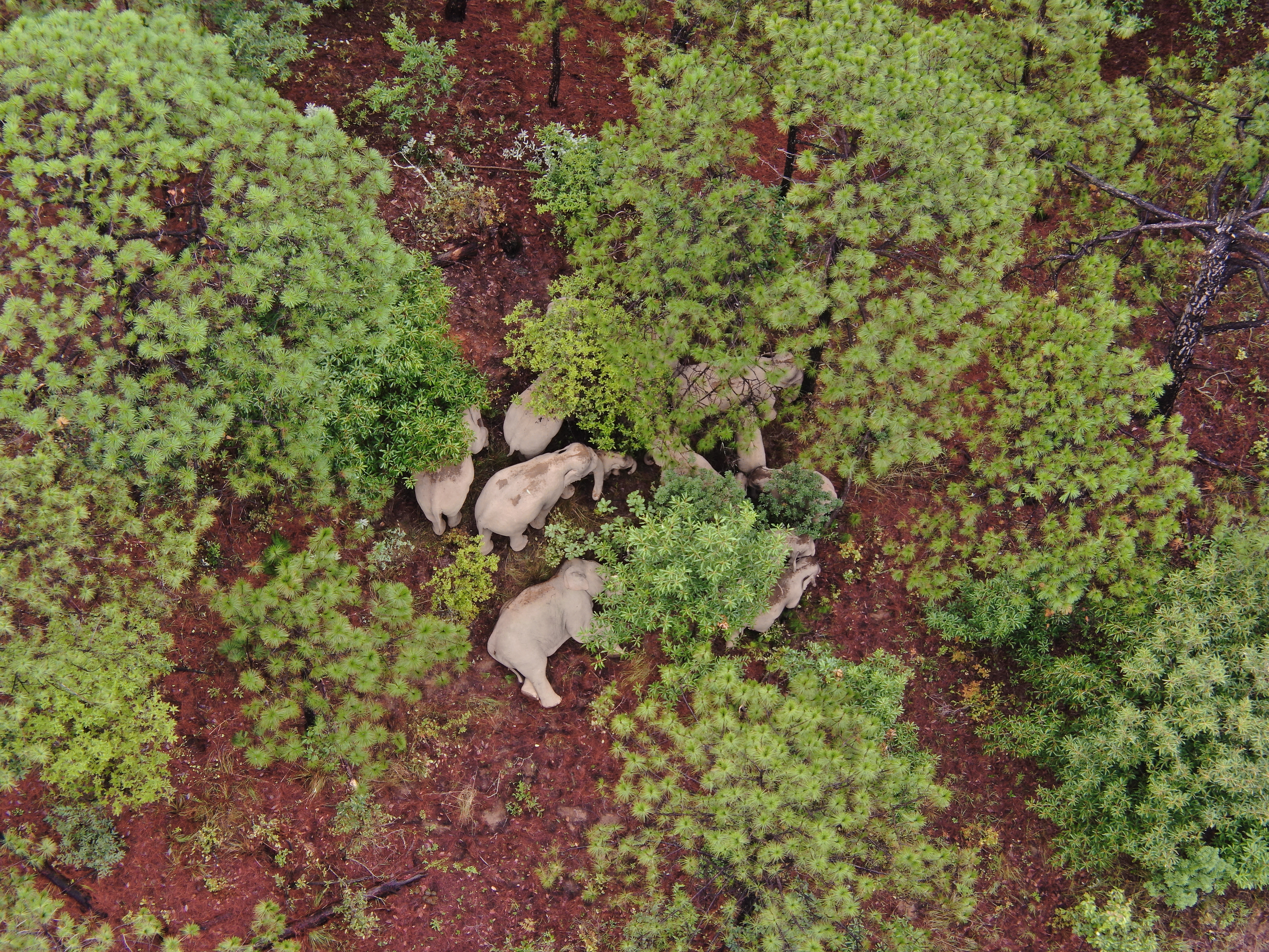 象群从玉溪峨山县塔甸镇进入化念镇