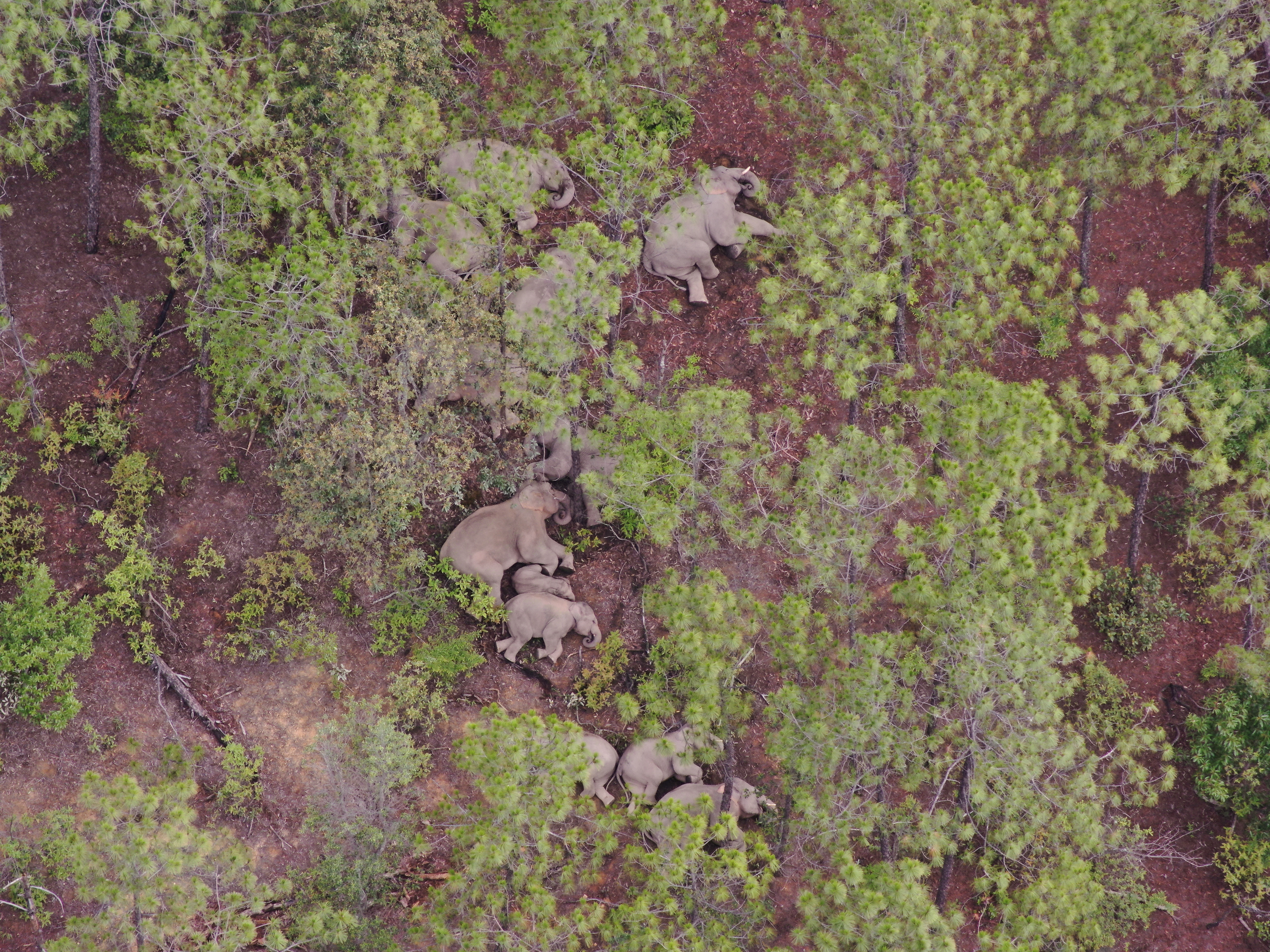 象群向东南方迂回移动15.5公里（云南省森林消防总队 供图）