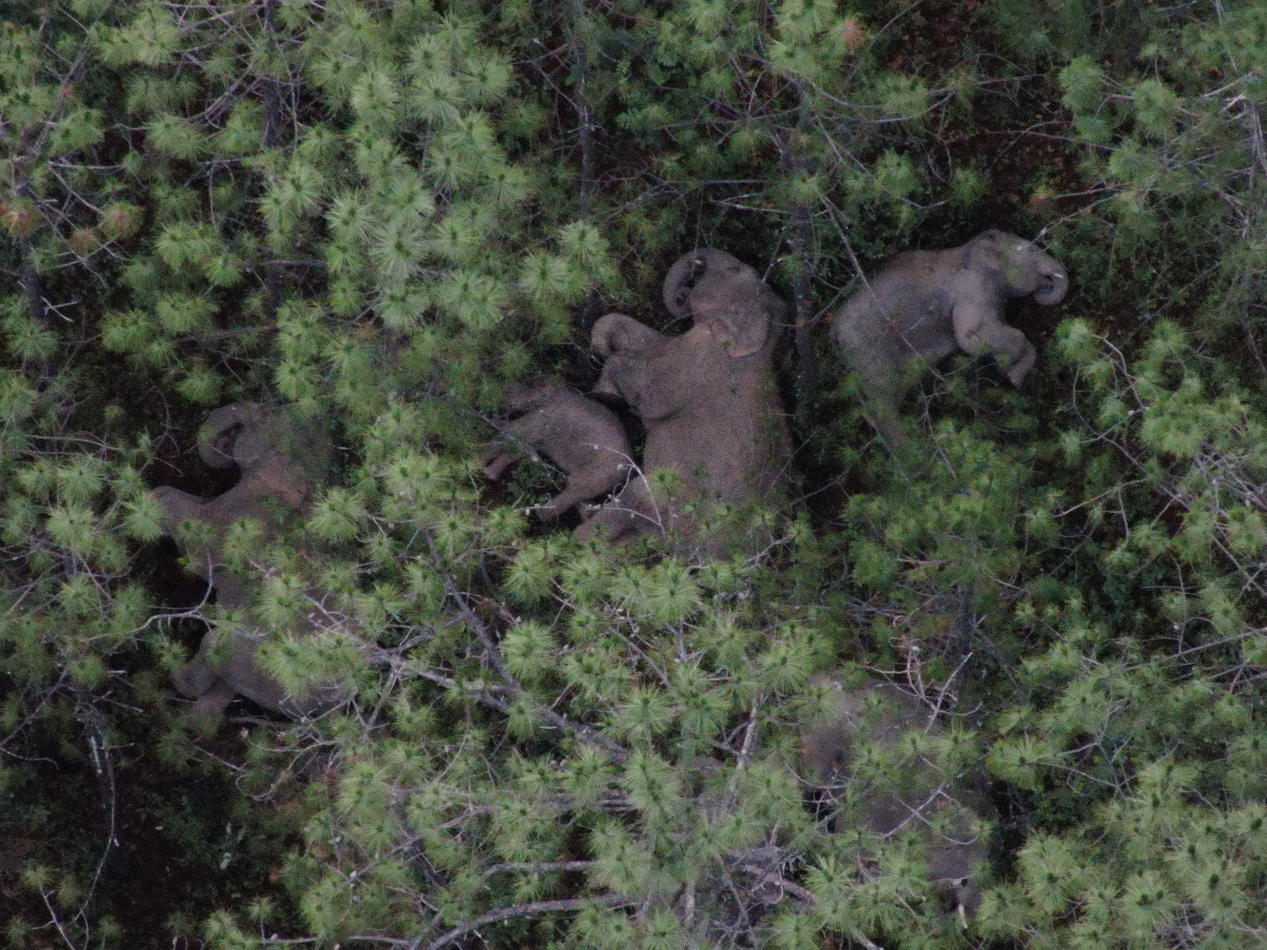 象群向东南方迂回移动15.5公里（云南省森林消防总队 供图）