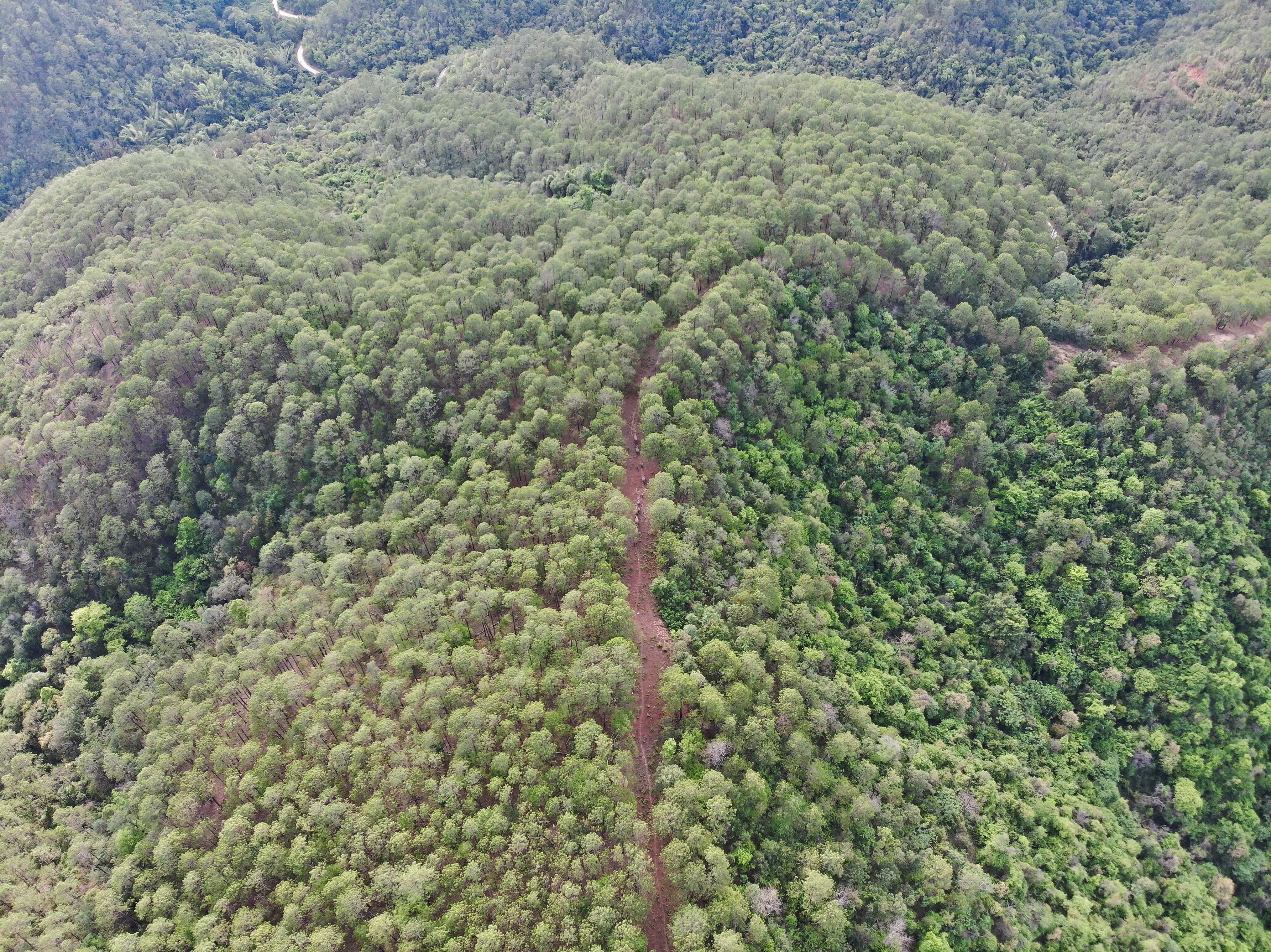 象群向西南方向移动12.2公里，独象距象群60.1公里（云南森林消防供图）