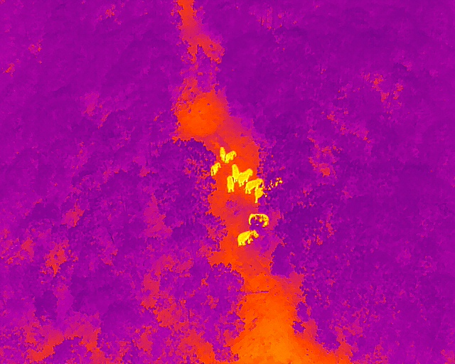象群向西南方向移动12.2公里，独象距象群60.1公里（云南森林消防供图）