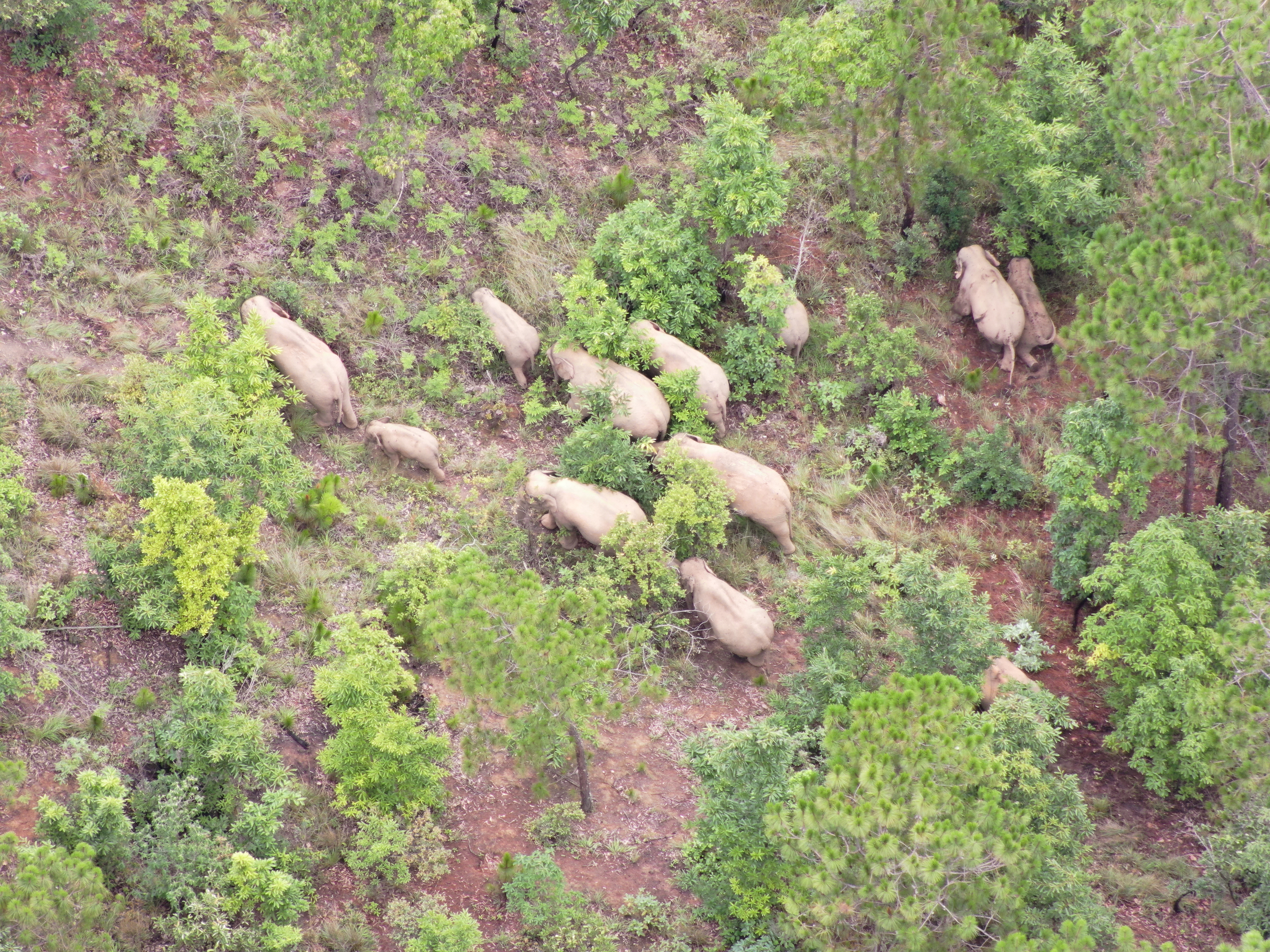象群向西南方向移动12.2公里，独象距象群60.1公里（云南森林消防供图）
