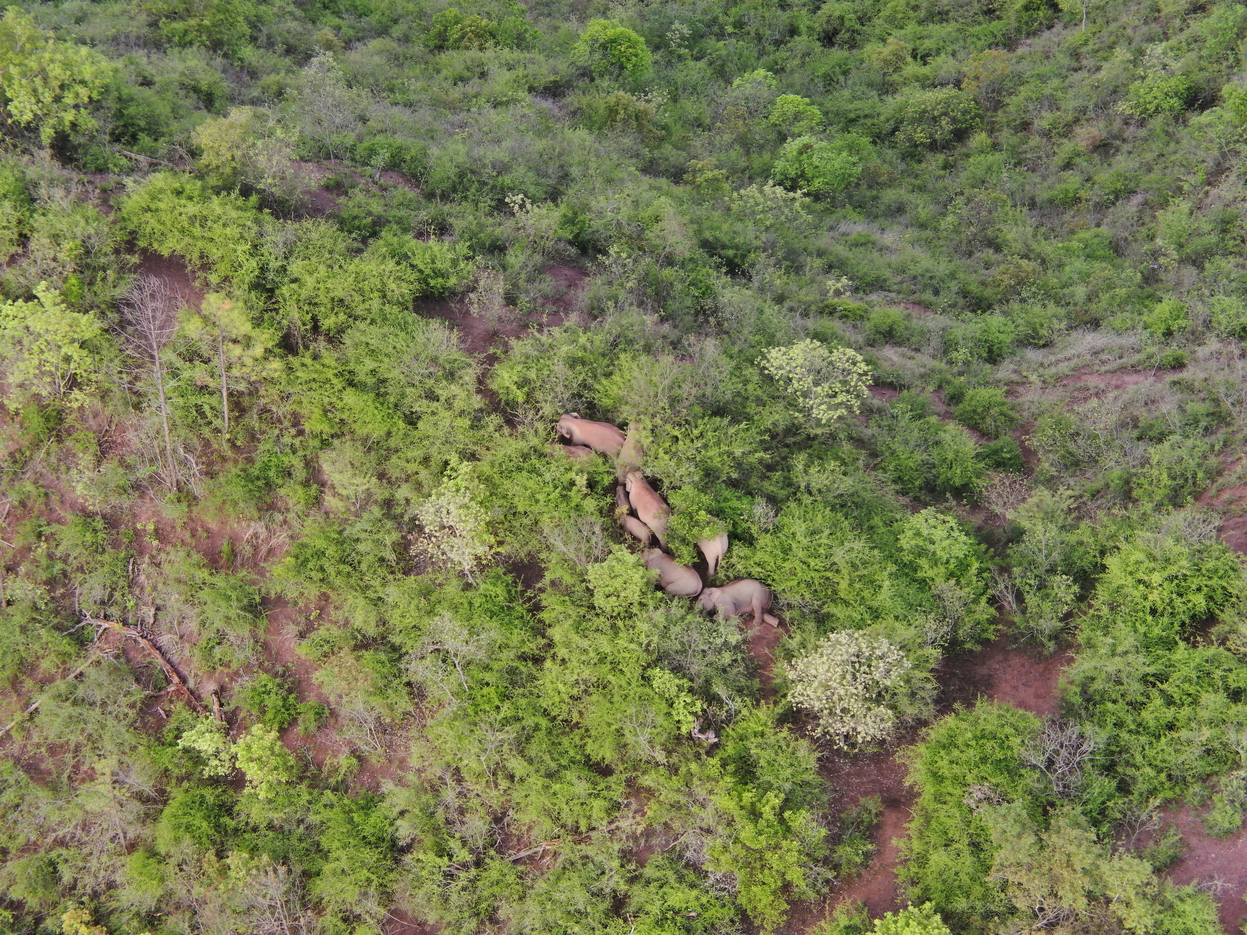 象群总体向西南方向移动11.1公里，独象距离象群66.7公里（供图）