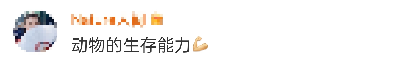 大象吃野生菌会中毒吗？