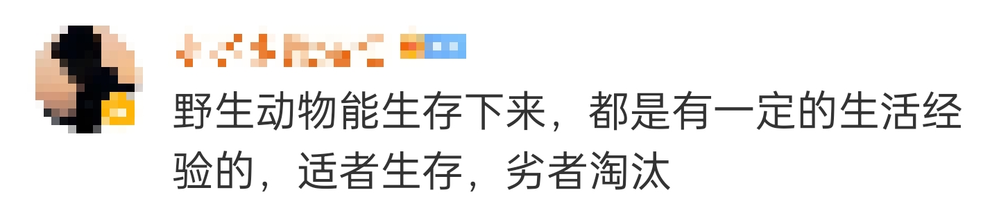 大象吃野生菌会中毒吗？