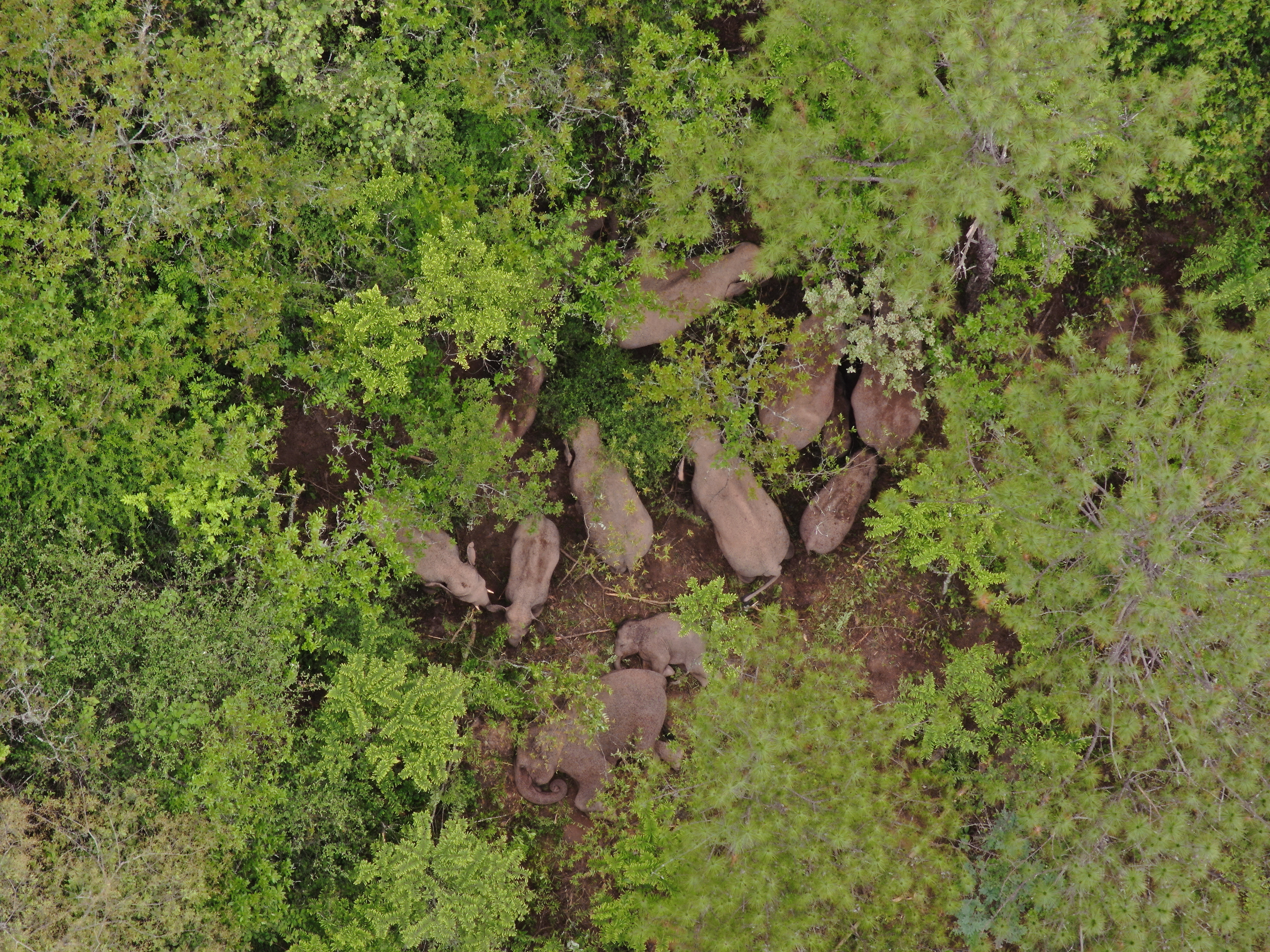 最新！象群向东南方向移动9.78公里，独象距离象群69.5公里（供图）