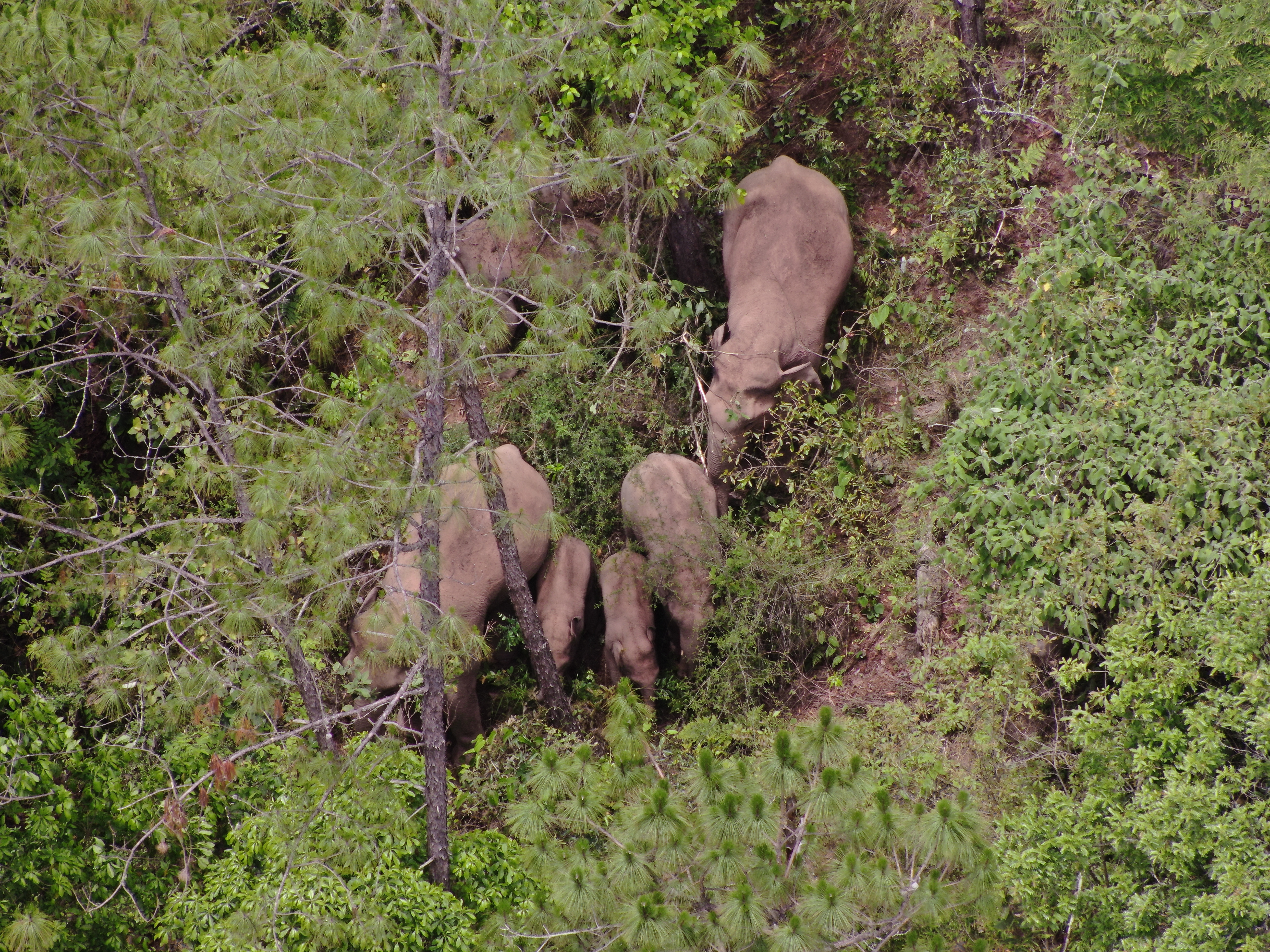 最新！象群向东南方向移动9.78公里，独象距离象群69.5公里（供图）