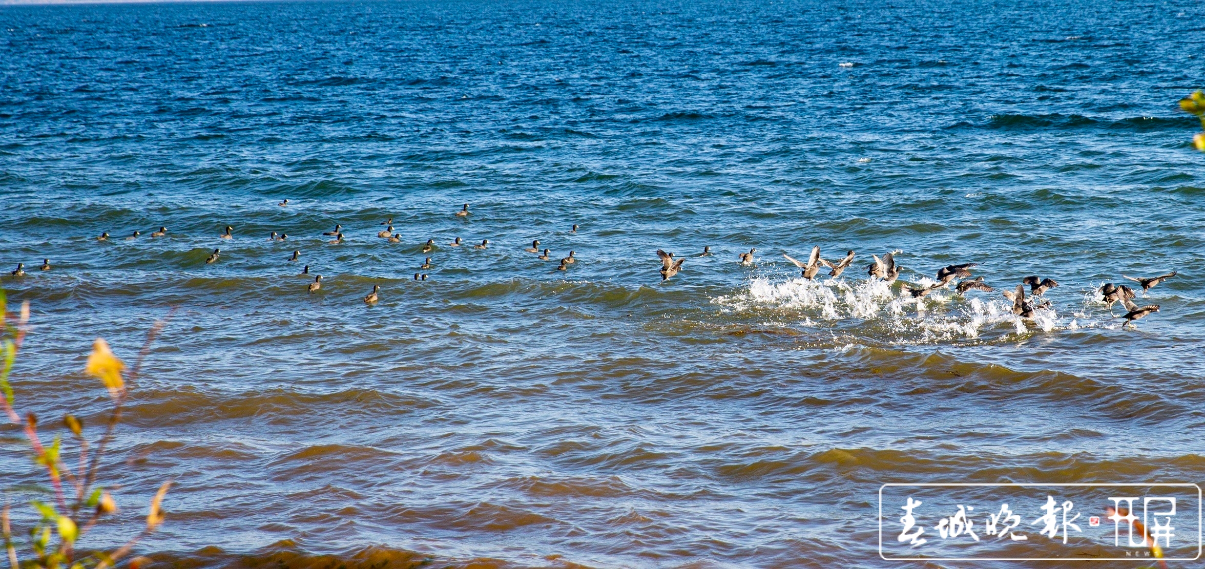 白骨顶鸡惊艳亮相抚仙湖畔
