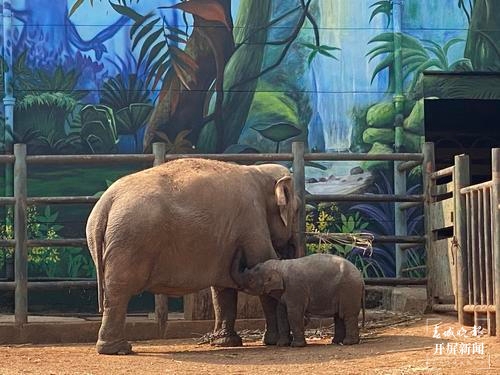 腼腆又害羞！昆明动物园亚洲象小公主“欣愿”与市民见面啦（记者 孙琴霞）