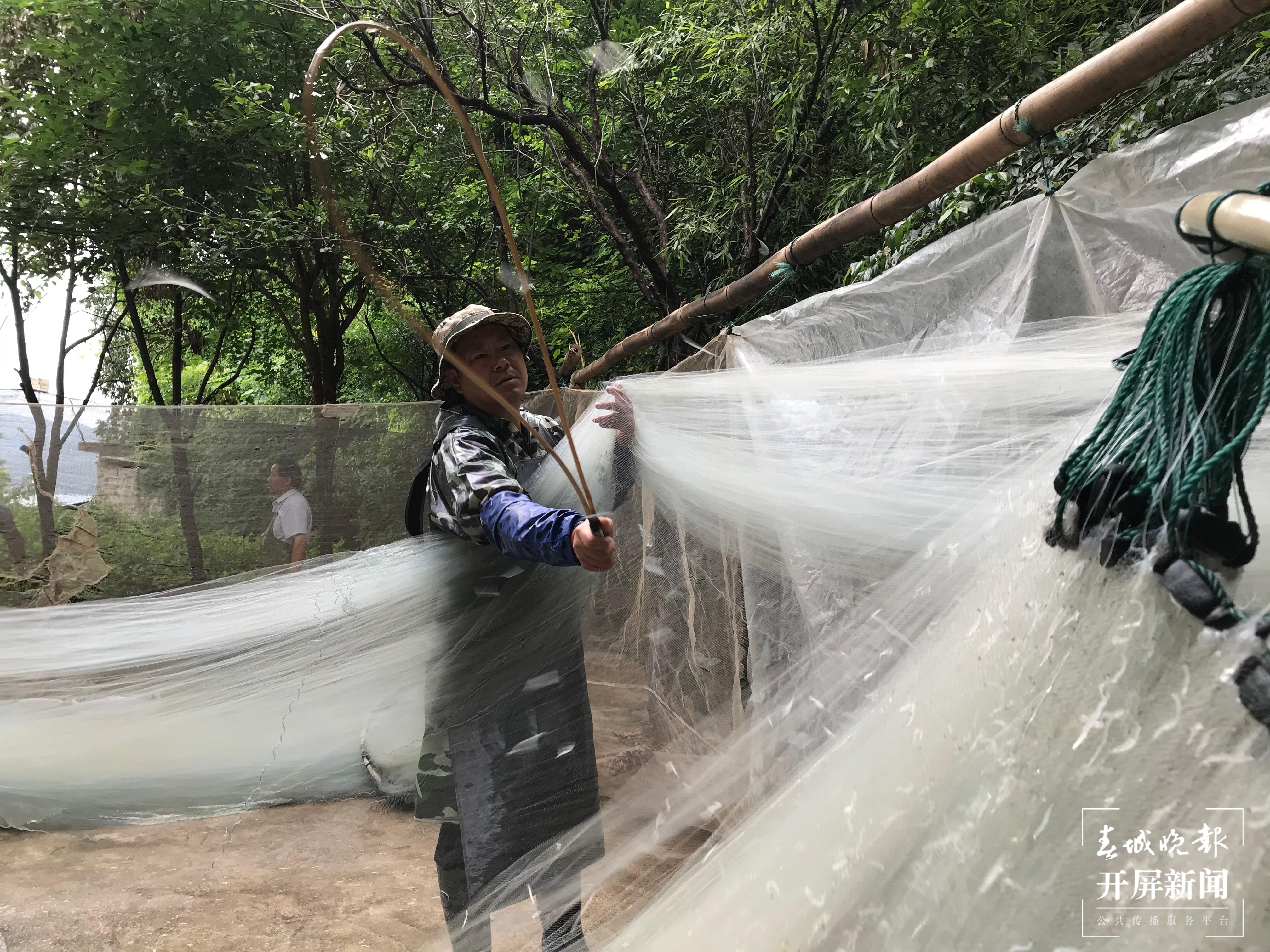 尝鲜咯！抚仙湖开湖捕捞银鱼，今日已有鱼儿上岸 春城晚报-开屏新闻记者 李春丽 摄影报道