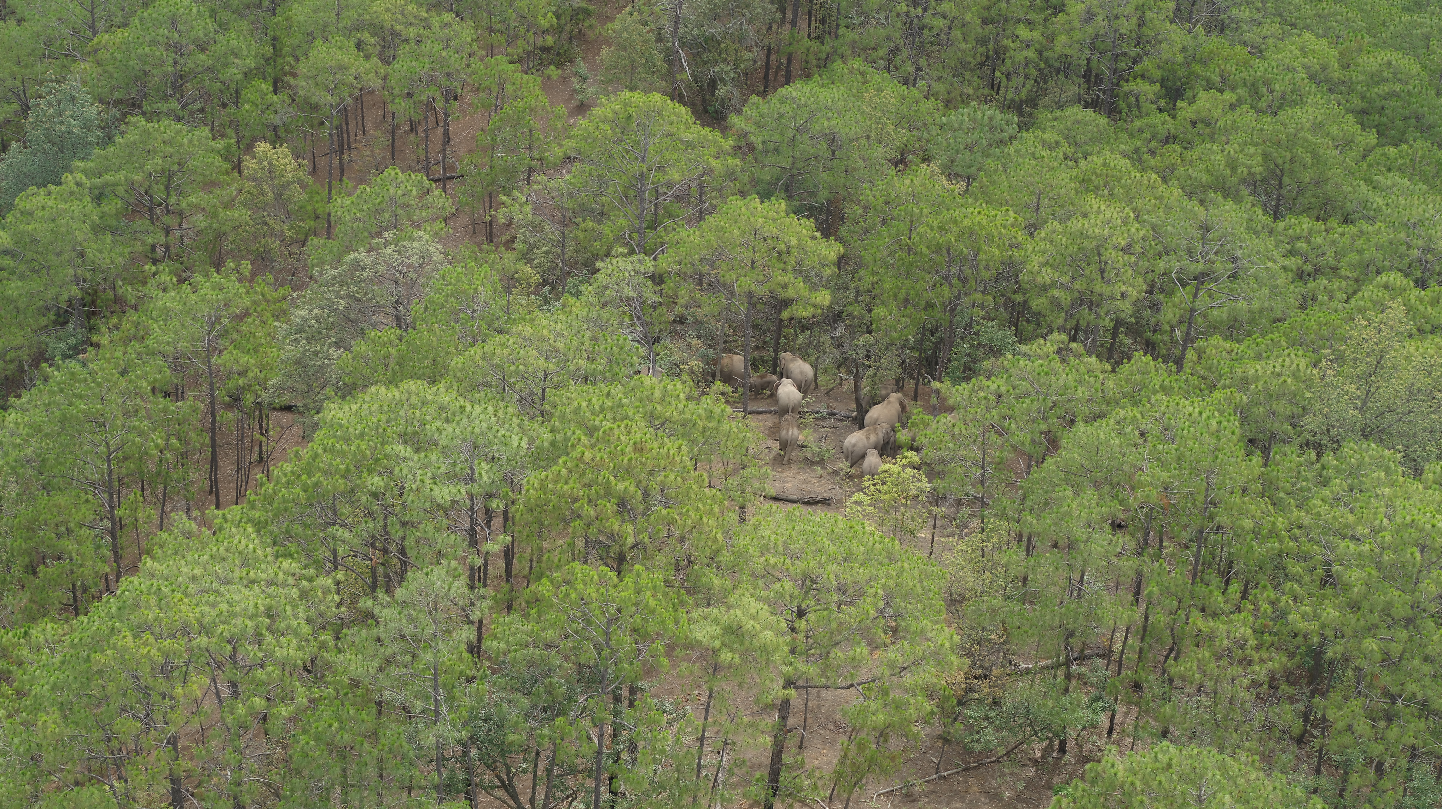 最新动态！象群持续在玉溪新平迂回移动12.6公里（供图）