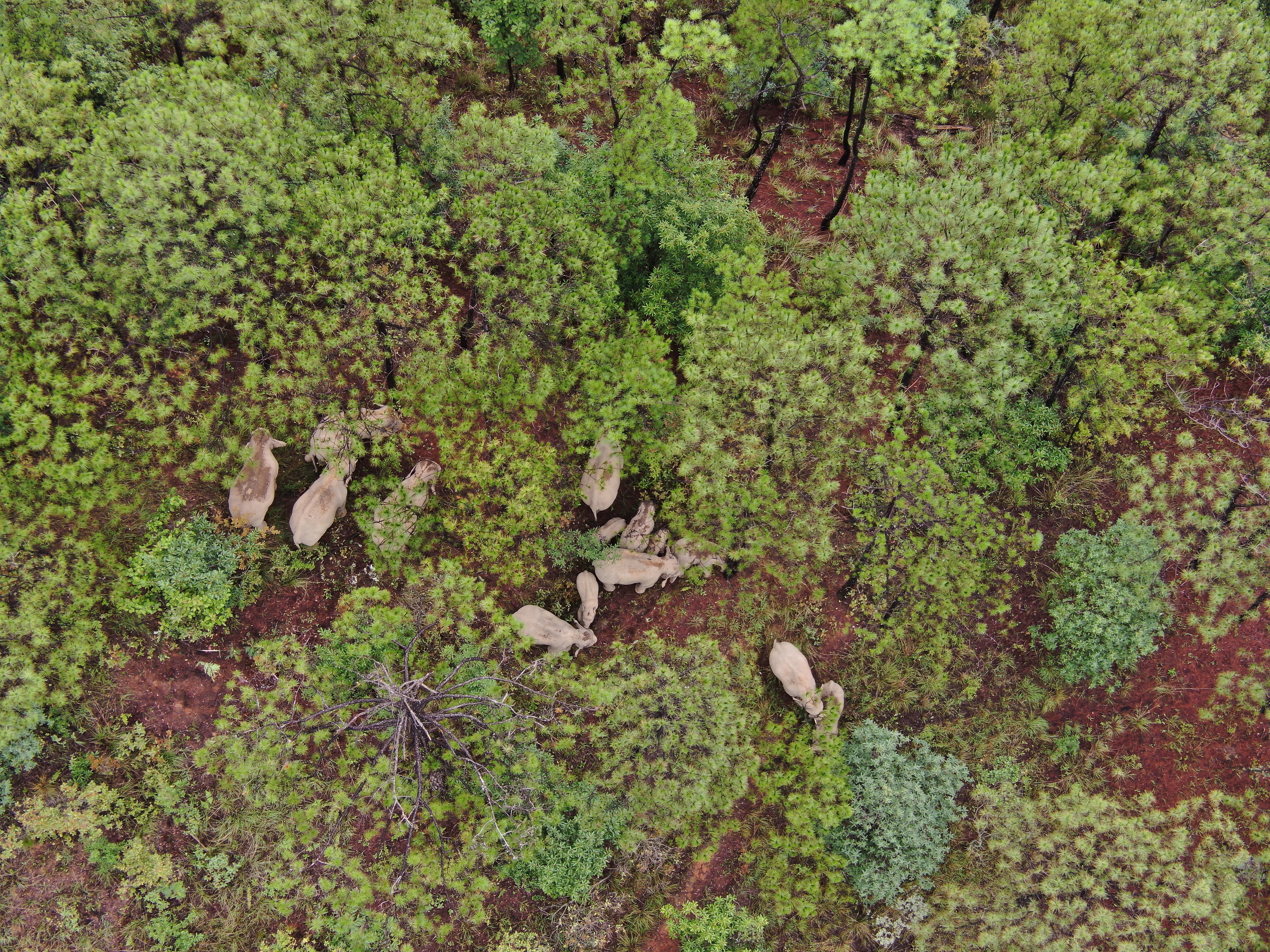 最新动态！象群持续在玉溪新平迂回移动12.6公里（供图）