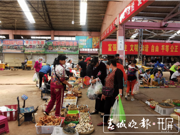 昆明野生菌品类上市齐全，市民消费热情高涨（李赛 摄影报道）