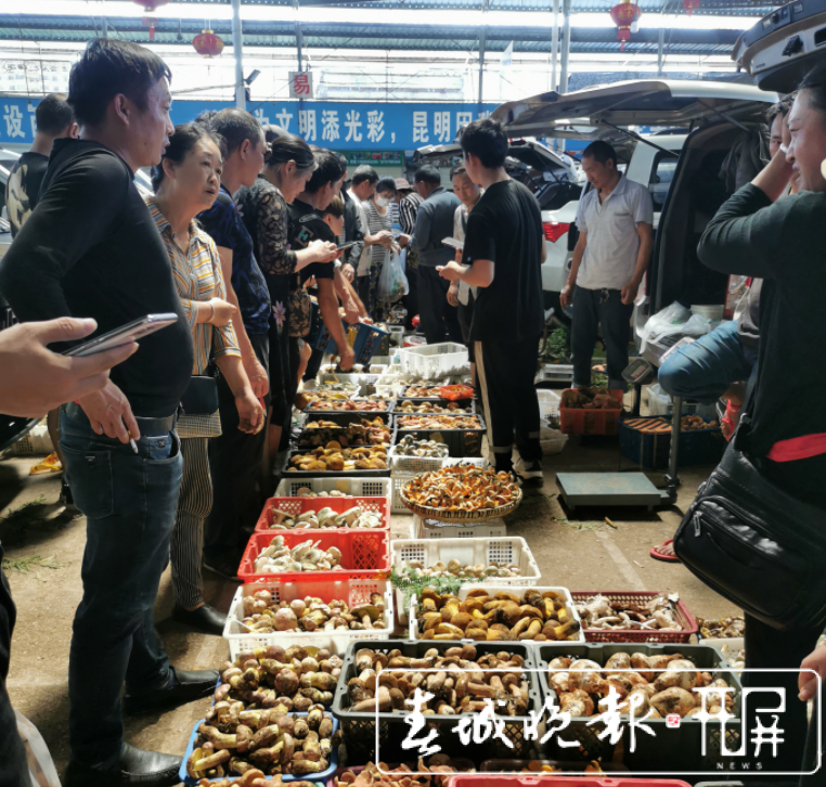 昆明野生菌品类上市齐全，市民消费热情高涨（李赛 摄影报道）