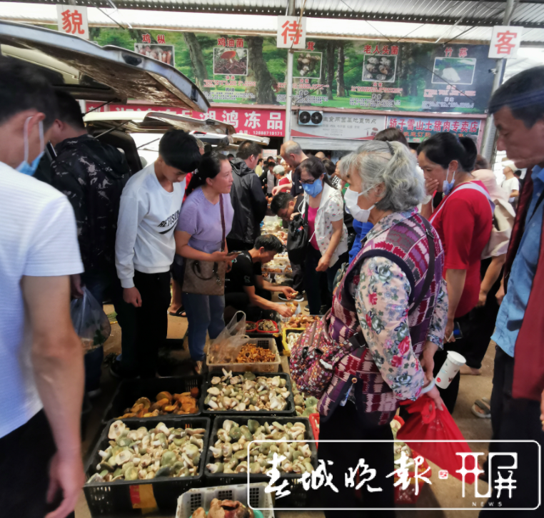 昆明野生菌品类上市齐全，市民消费热情高涨（李赛 摄影报道）