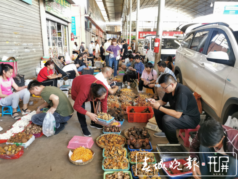 昆明野生菌品类上市齐全，市民消费热情高涨（李赛 摄影报道）