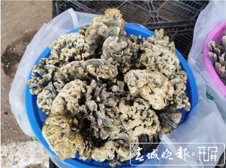 昆明野生菌品类上市齐全，市民消费热情高涨（李赛 摄影报道）