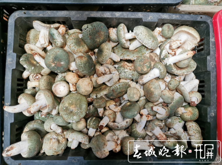 昆明野生菌品类上市齐全，市民消费热情高涨（李赛 摄影报道）