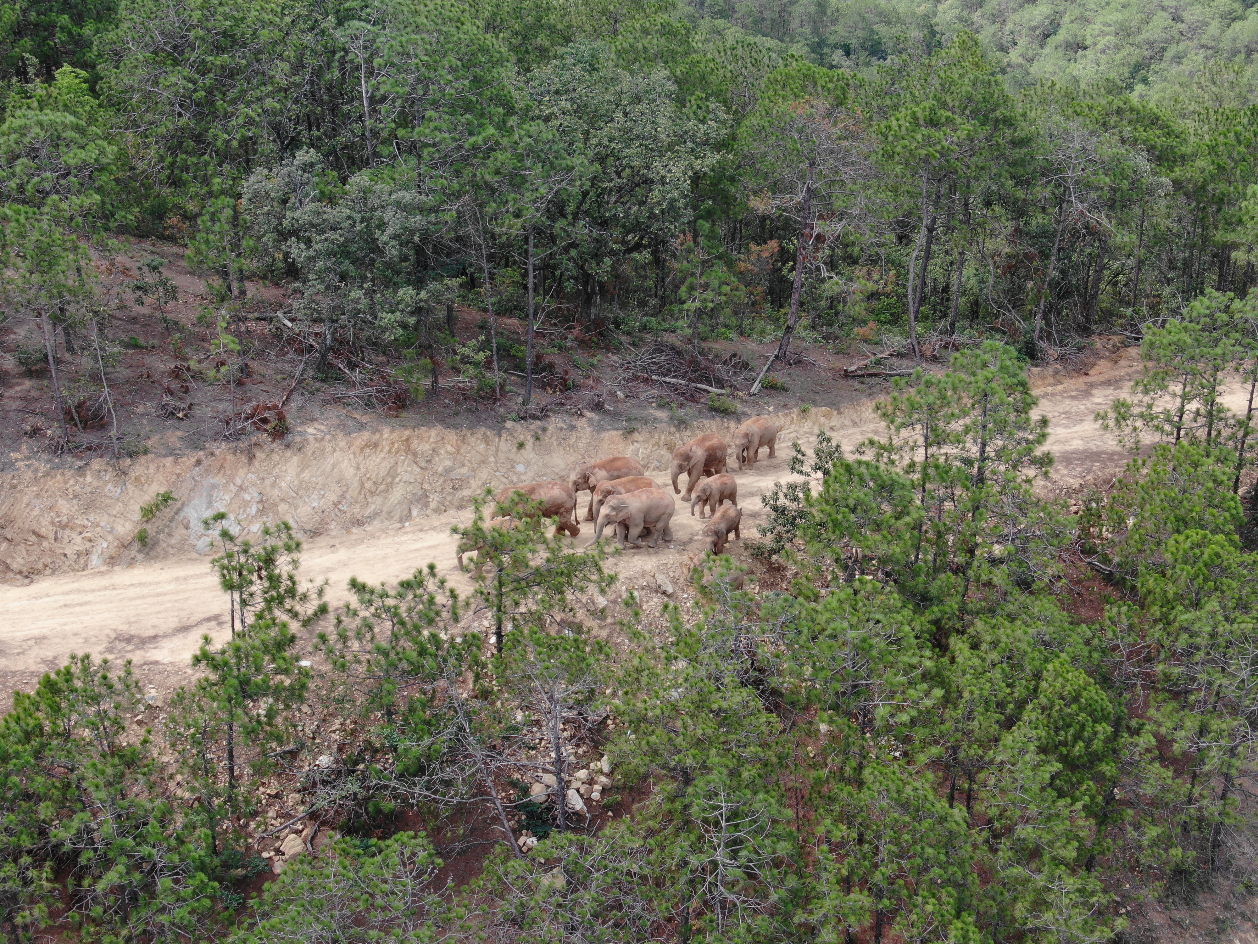 亚洲象（供图）