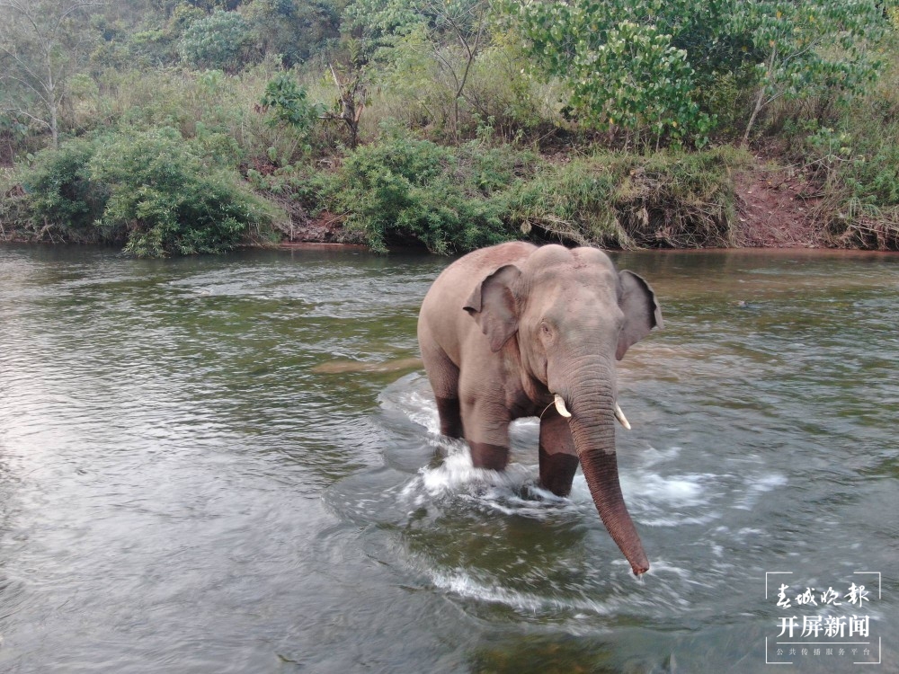 网红大象喜欢云南这个边检站！ 张勇 通讯员 李爽 摄