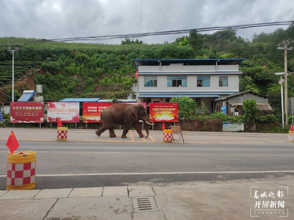 网红大象喜欢云南这个边检站！ 张勇 通讯员 李爽 摄