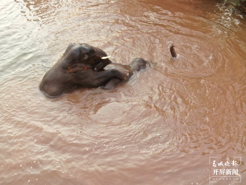 网红大象喜欢云南这个边检站！ 张勇 通讯员 李爽 摄