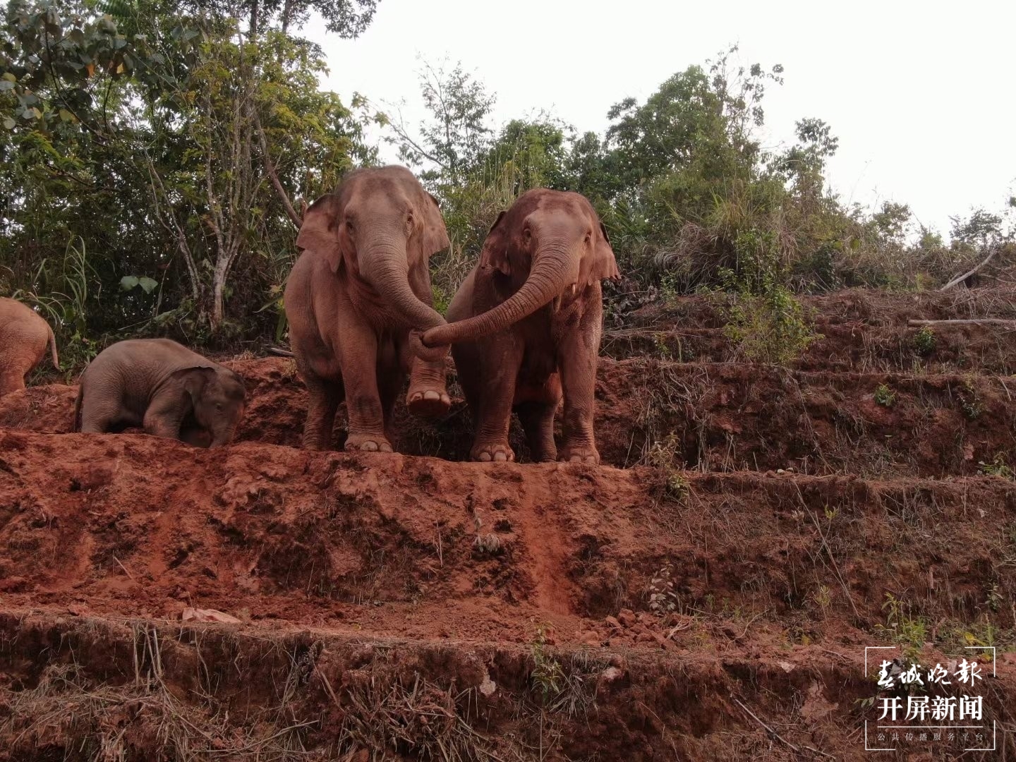 网红大象喜欢云南这个边检站！ 张勇 通讯员 李爽 摄