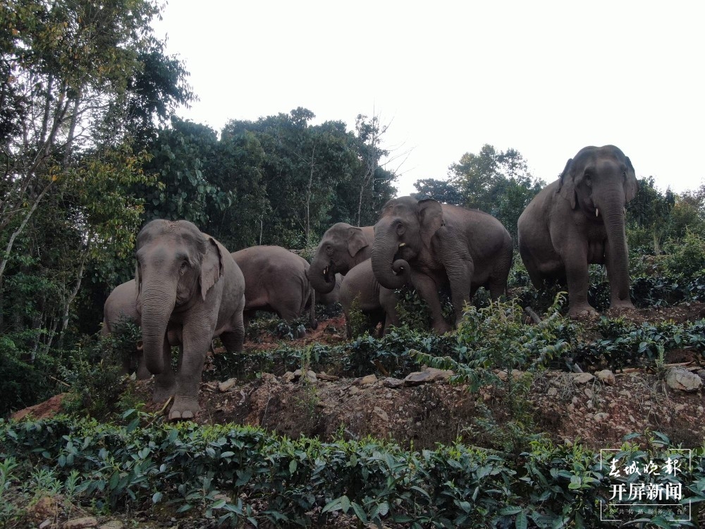 网红大象喜欢云南这个边检站！ 张勇 通讯员 李爽 摄