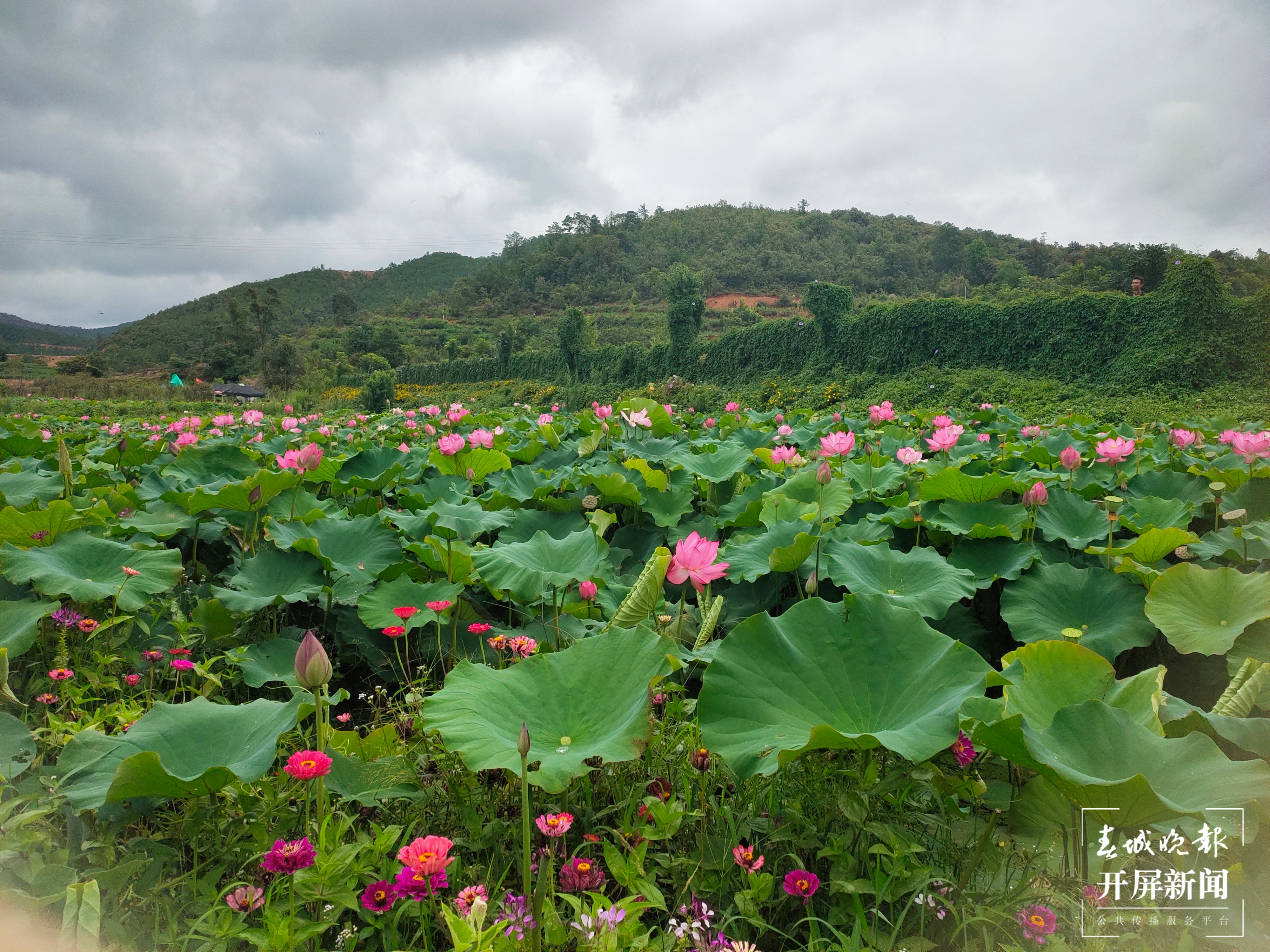 青花街夜经济繁荣，玉溪人夜晚有了好去处（开屏新闻记者 孙江荭摄影报道）