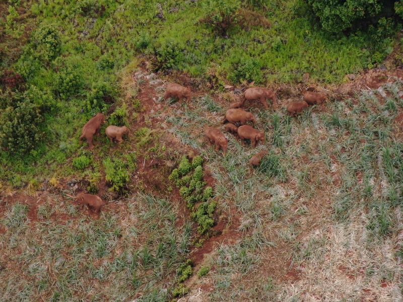 北移象群 大象（云南省森林消防总队供图）