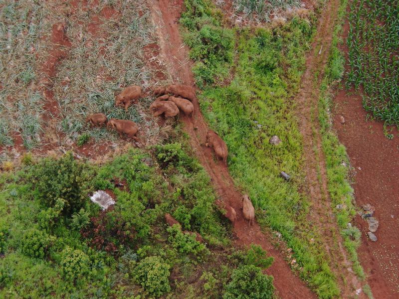 北移象群 大象（云南省森林消防总队供图）