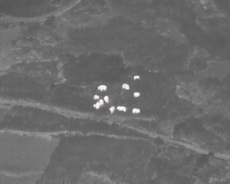 北移象群 大象（云南省森林消防总队供图）