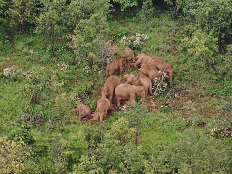 北移象群 大象（云南省森林消防总队供图）